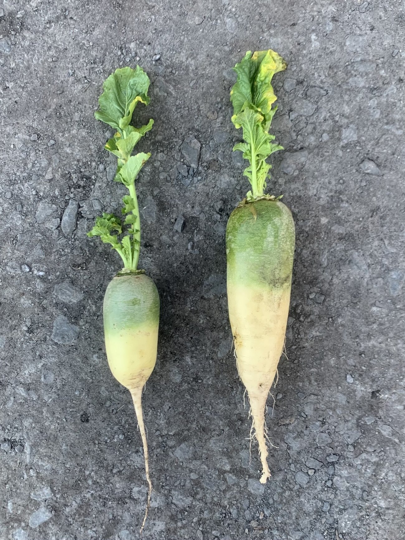 difference in size between radish that hasn't been thinned vs radish given more room