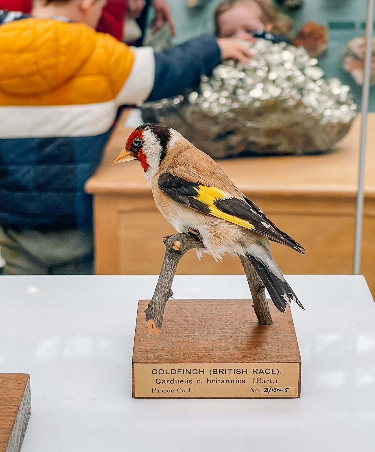British gold finch at the Oxford Museum of Natural History