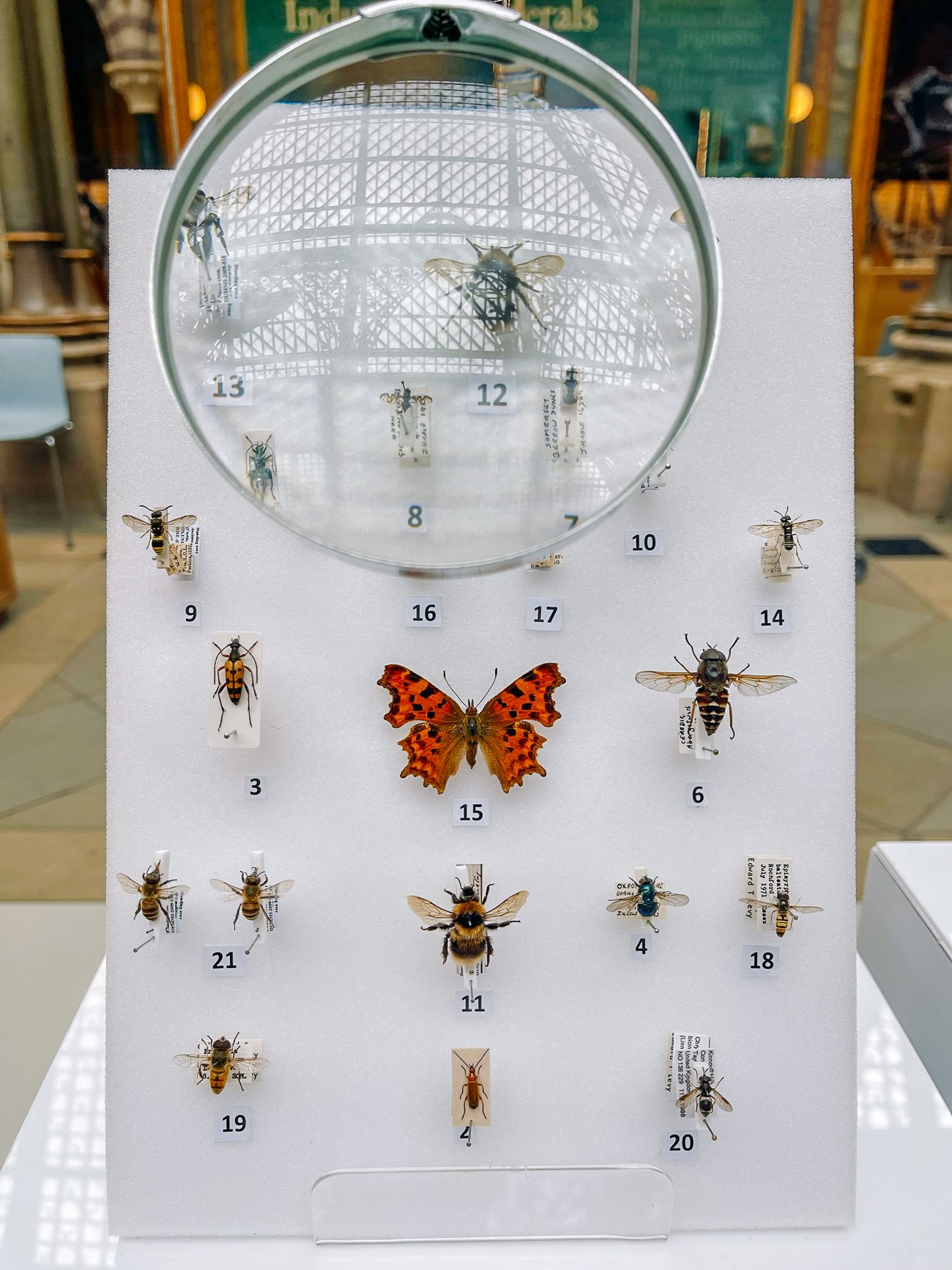 Butterfly and insect display at the Oxford Museum of Natural History