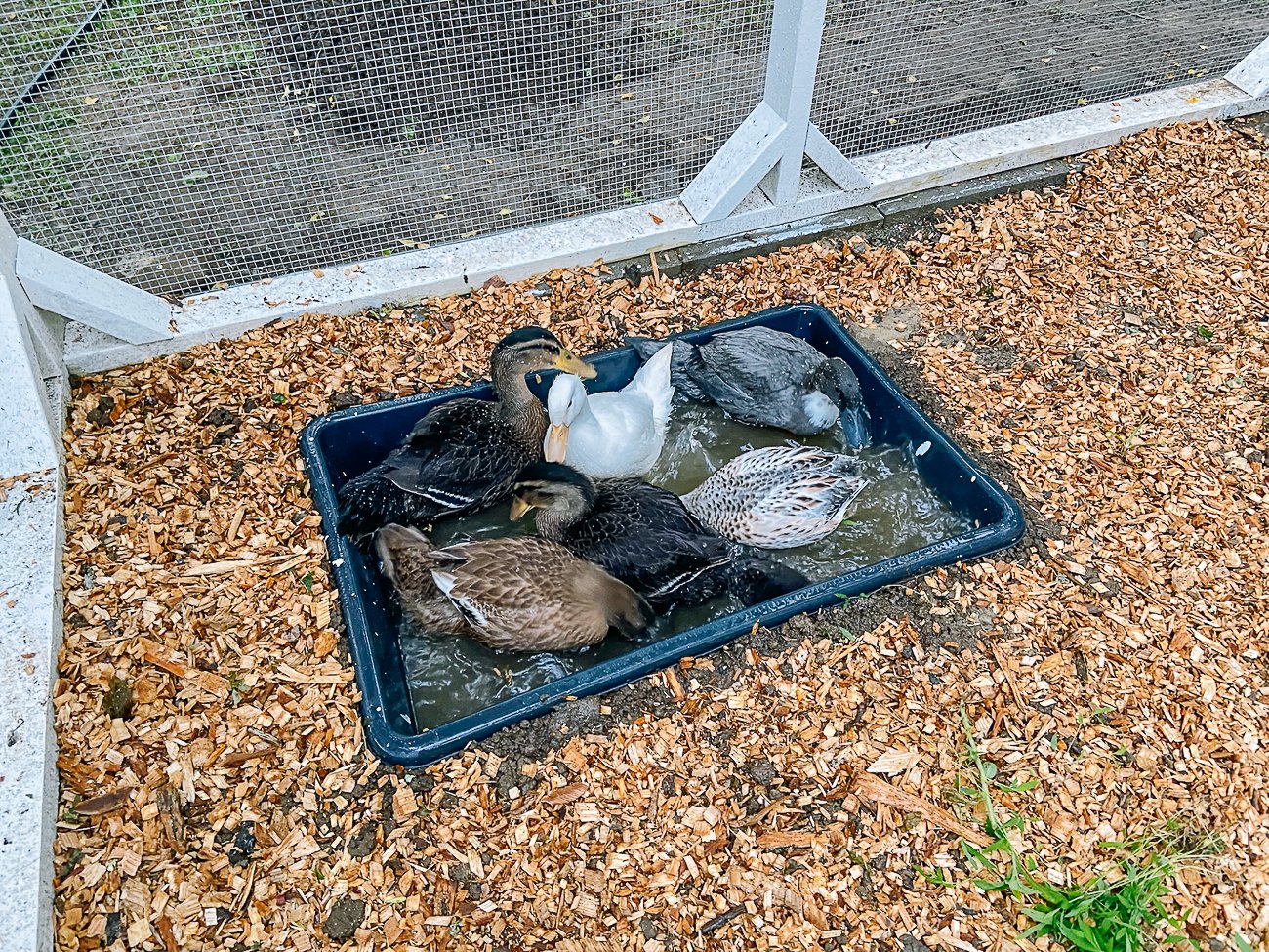 ducks in their mini pond
