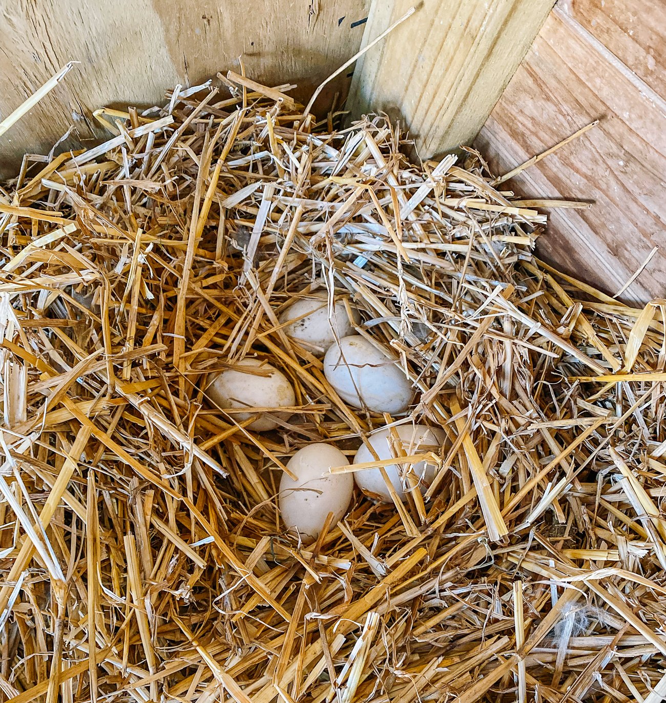 duck eggs in straw