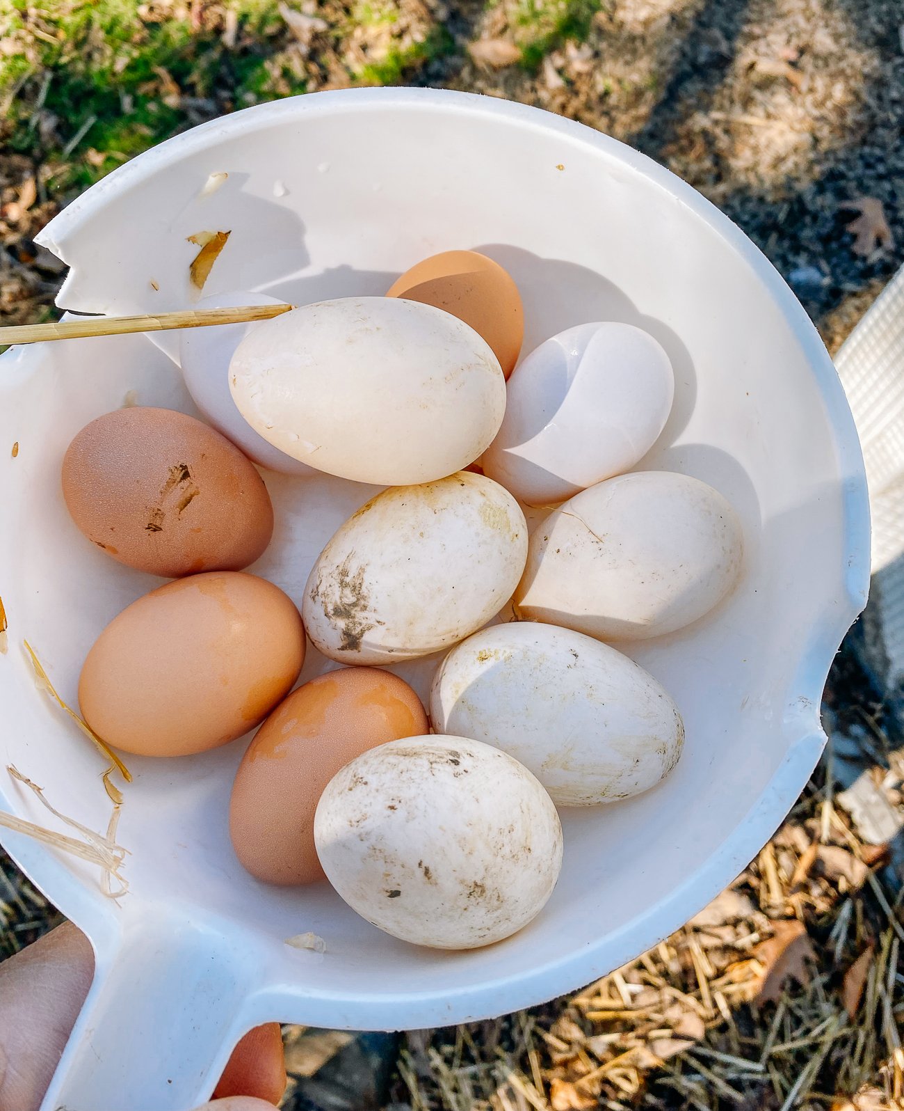 collected duck and chicken eggs