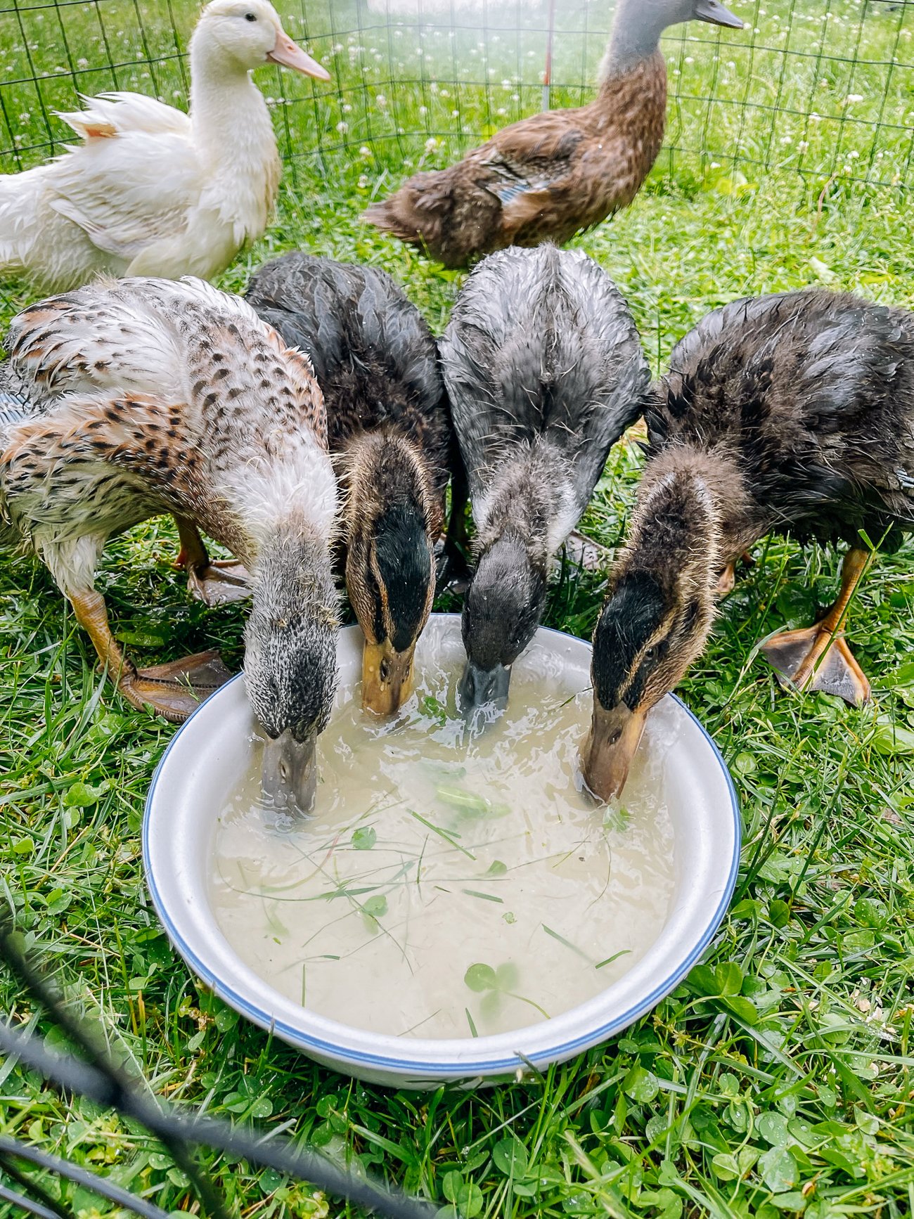 ducklings drinking water outside