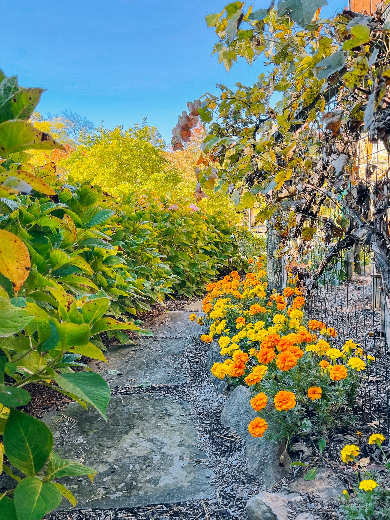 marigolds growing in fall