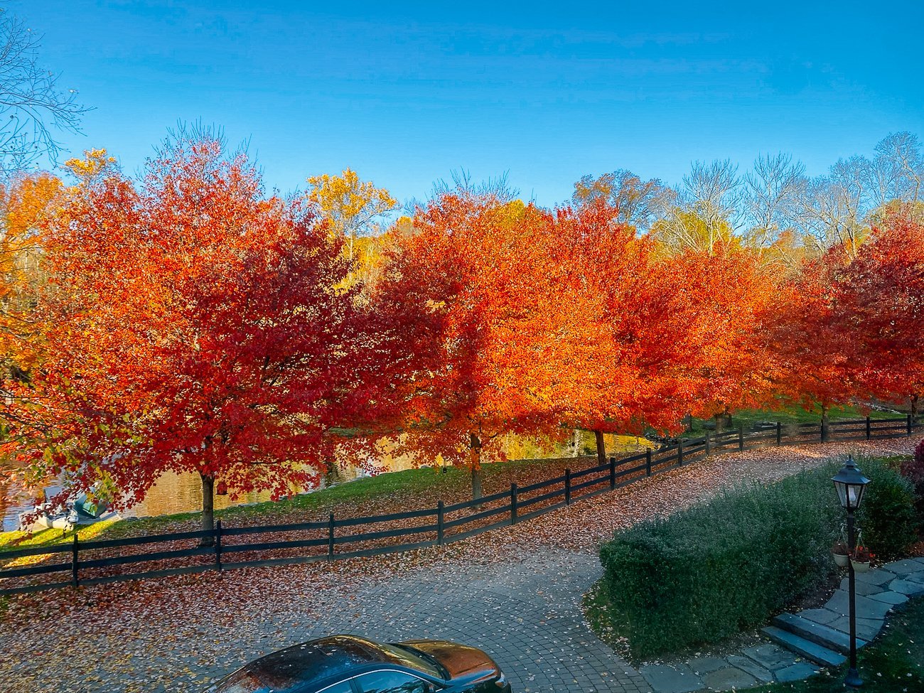 line of fiery red maples