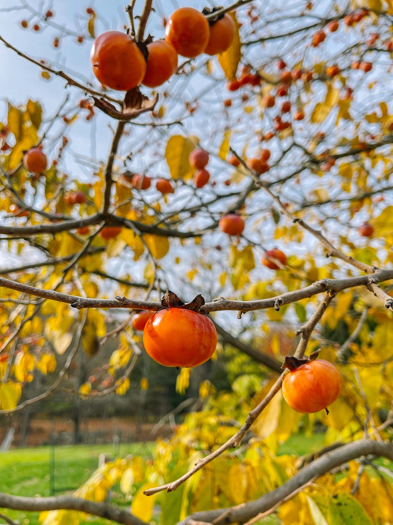 small persimmons on tree