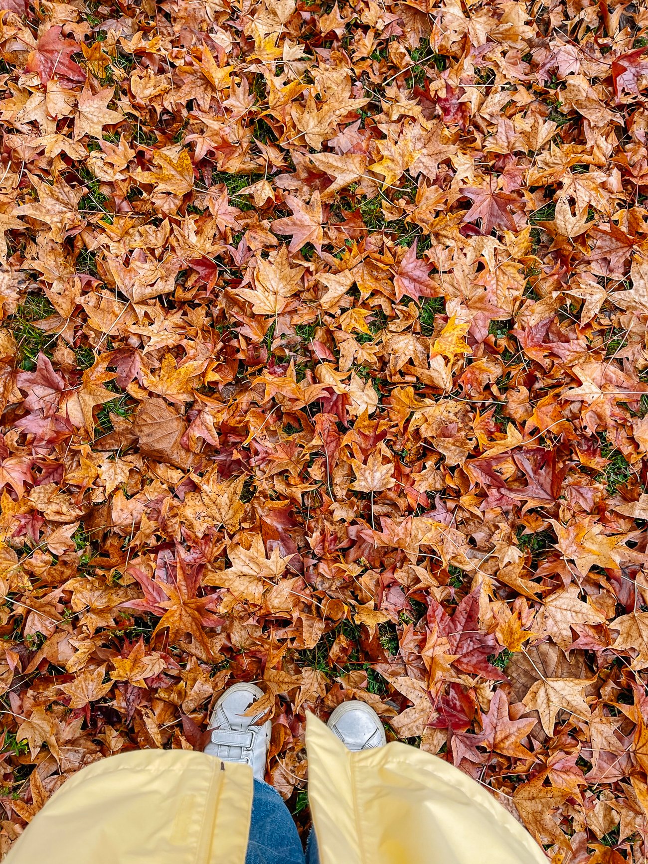 fall leaves on ground