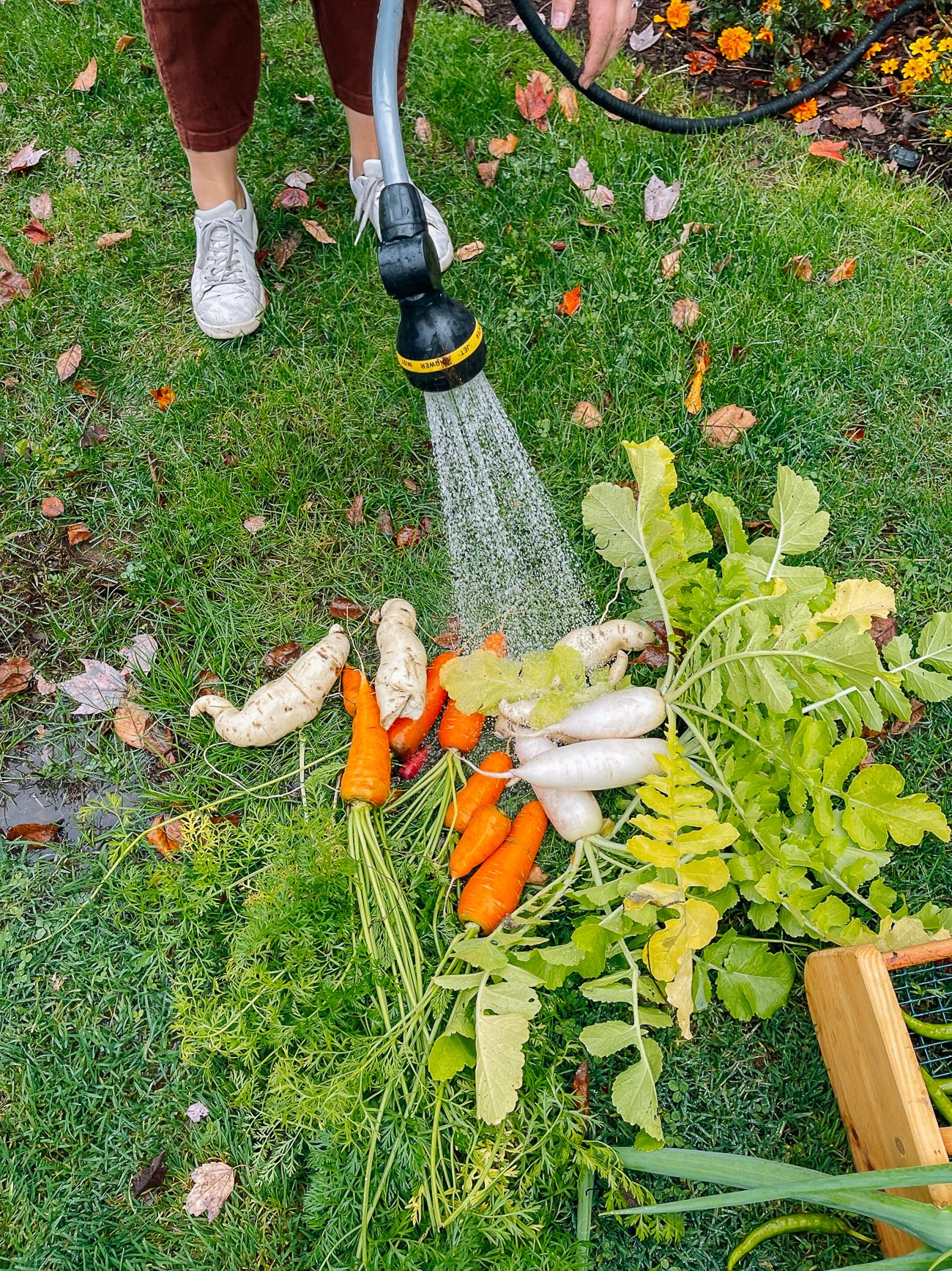 Rinsing Harvested Vegetables