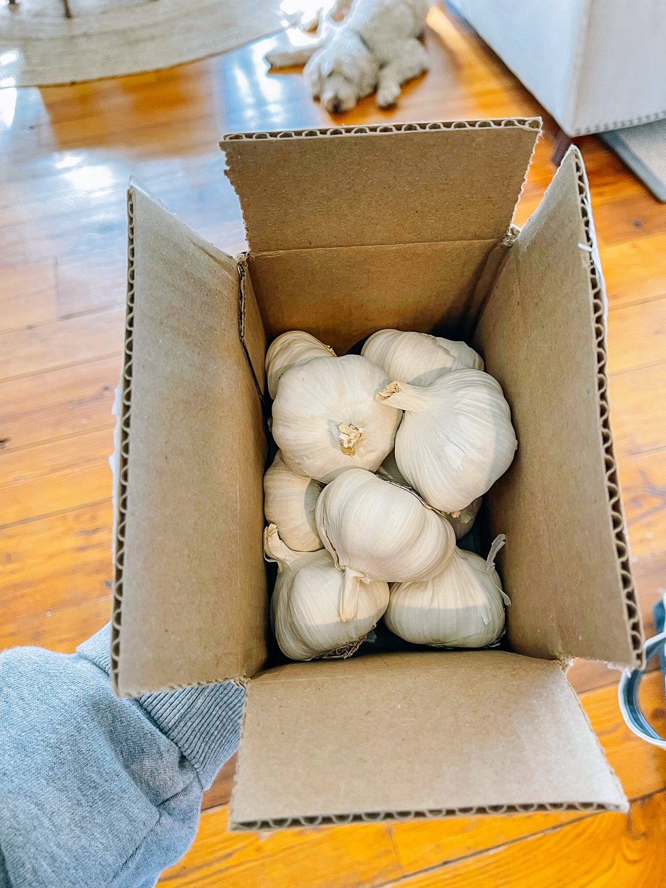 seed garlic in cardboard box
