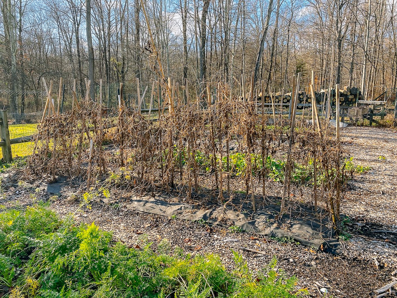 vegetable garden at the end of the season