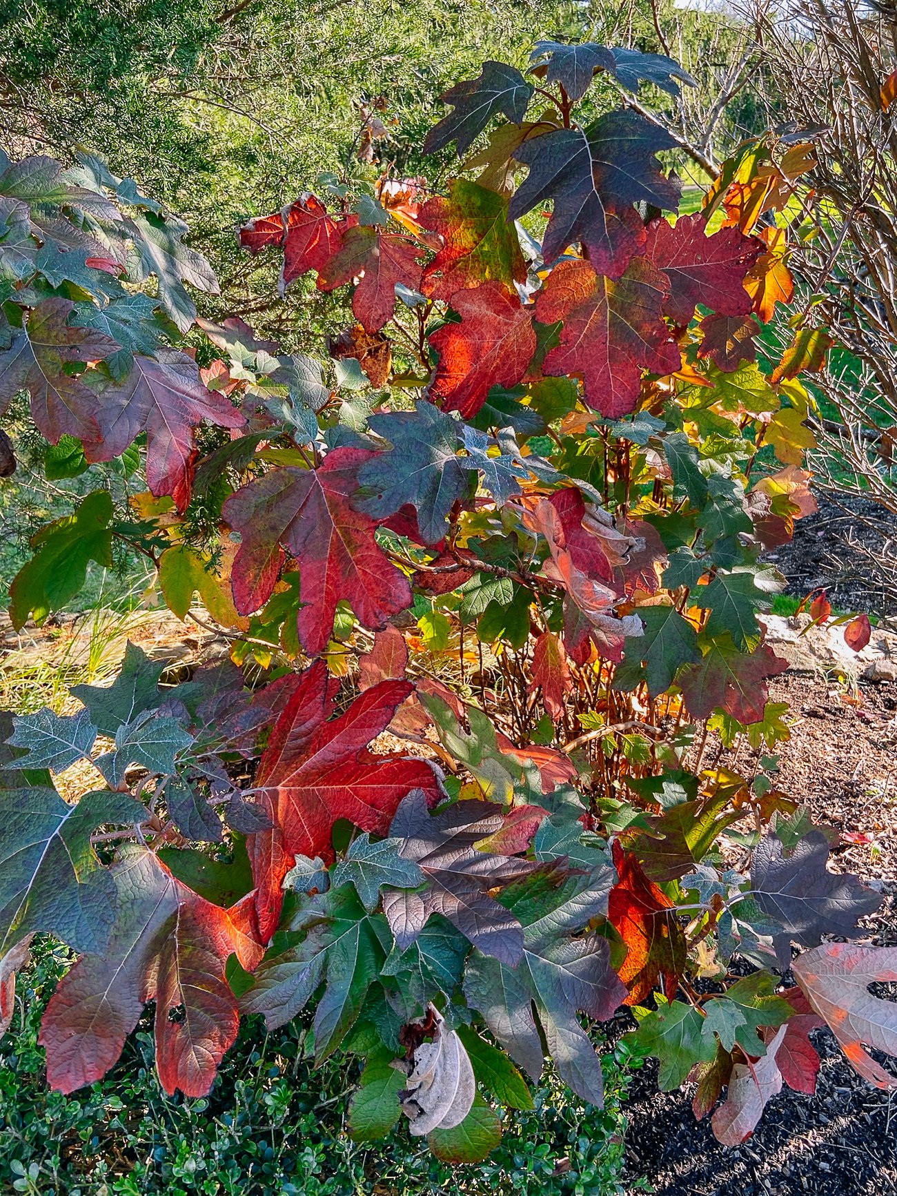 oak leaf hydrangea fall colors