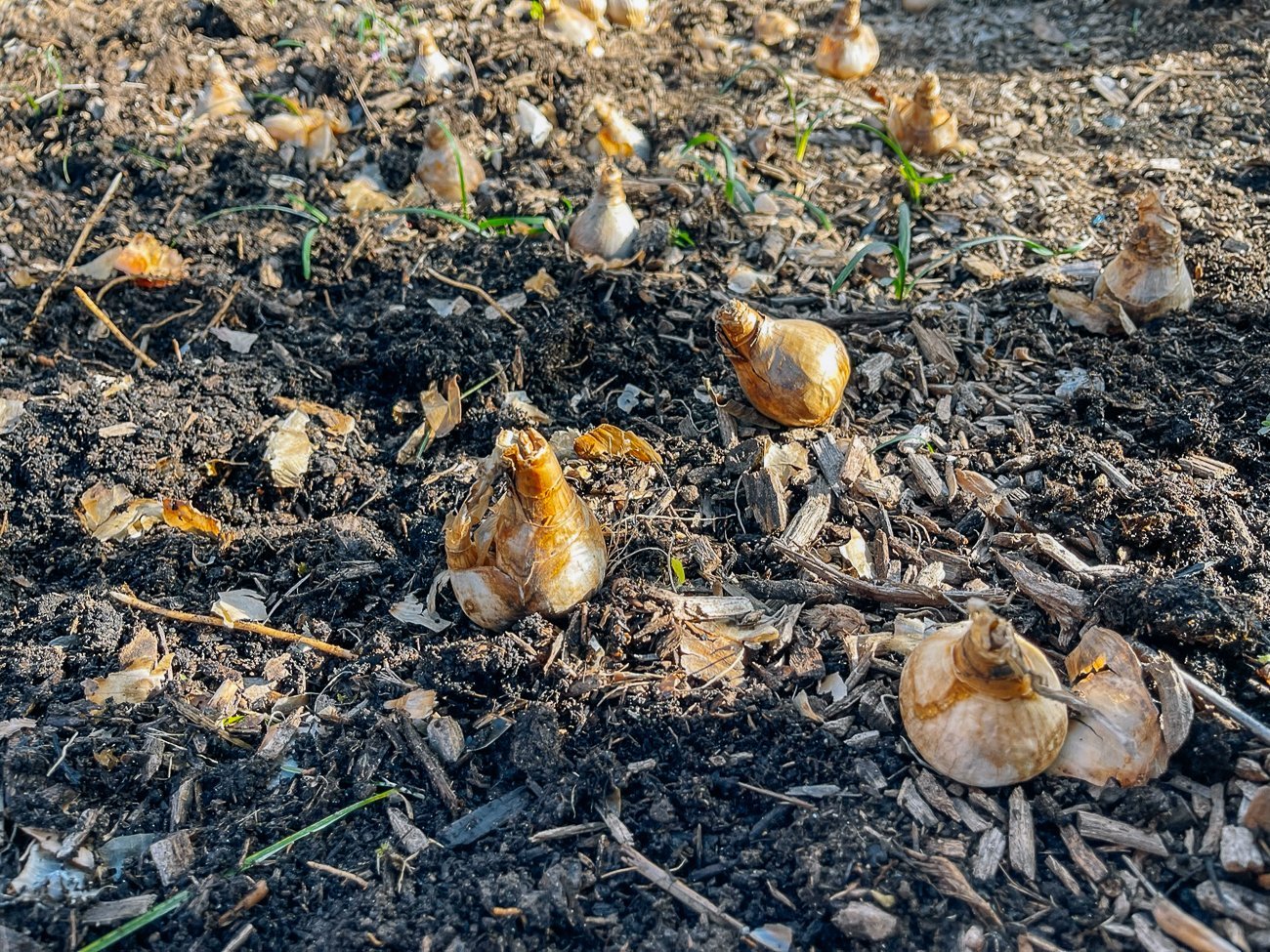 daffodil bulbs on ground