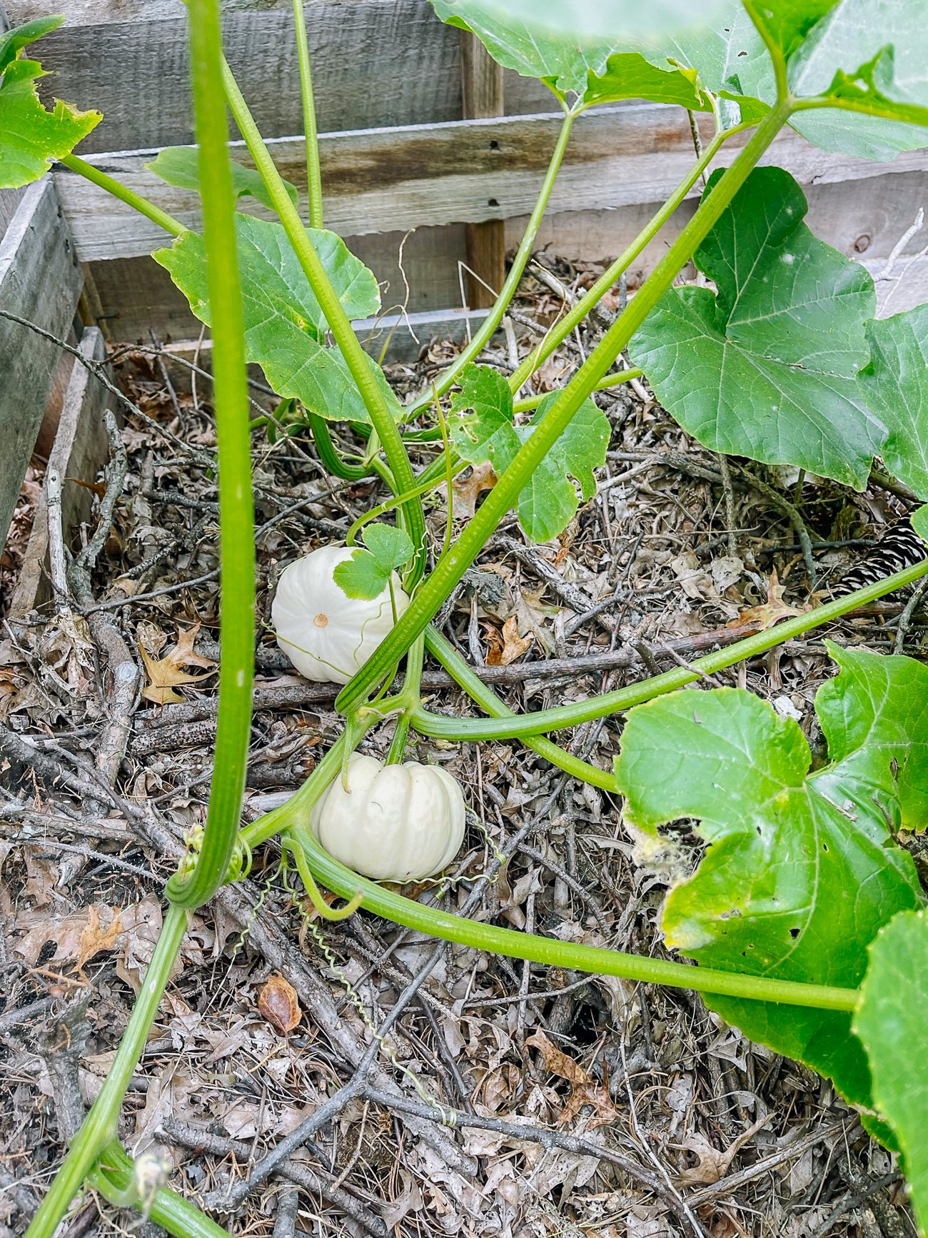 baby white pumpkins growing in compost heap