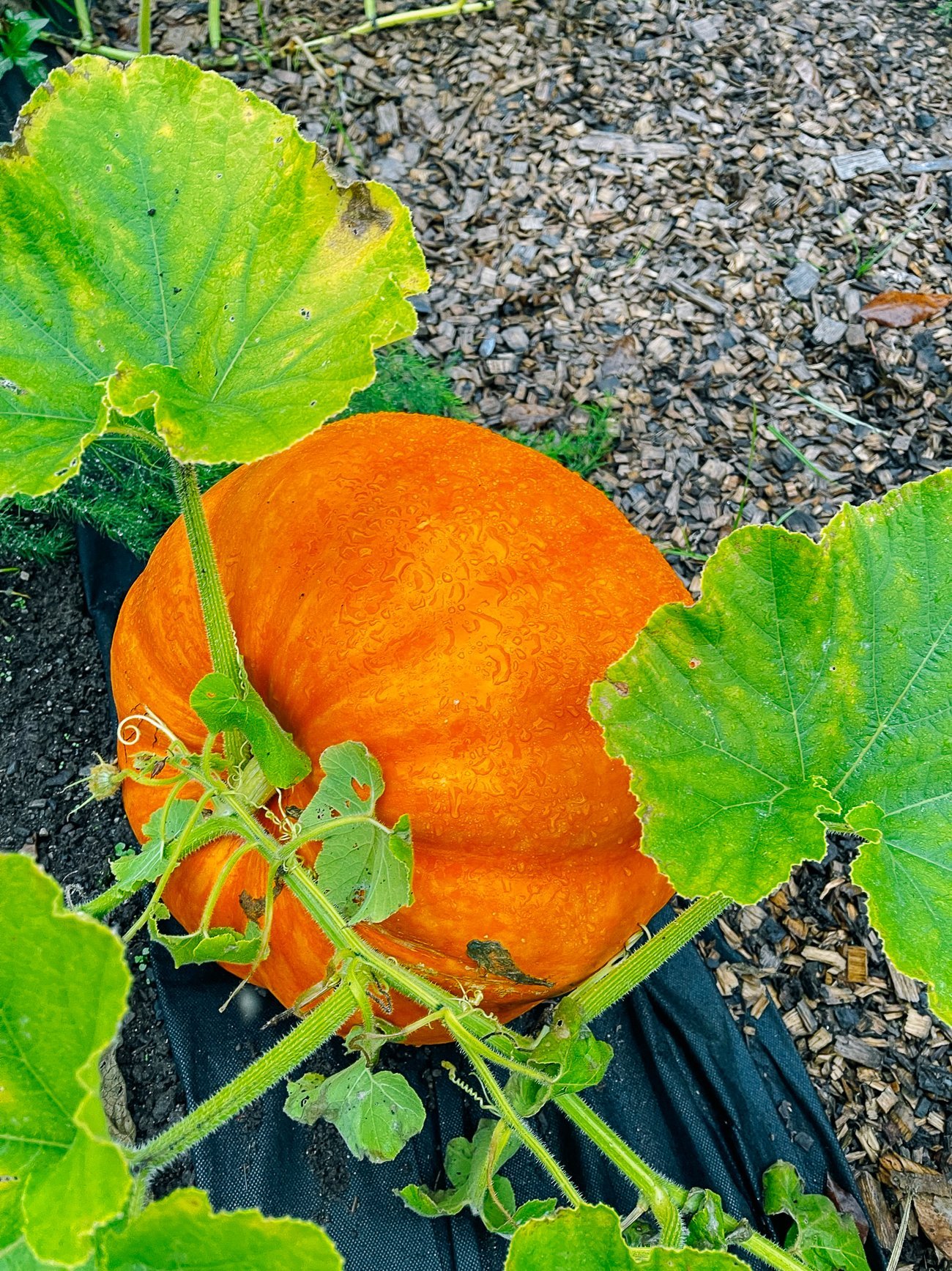 large orange pumpkin ready to be harvested