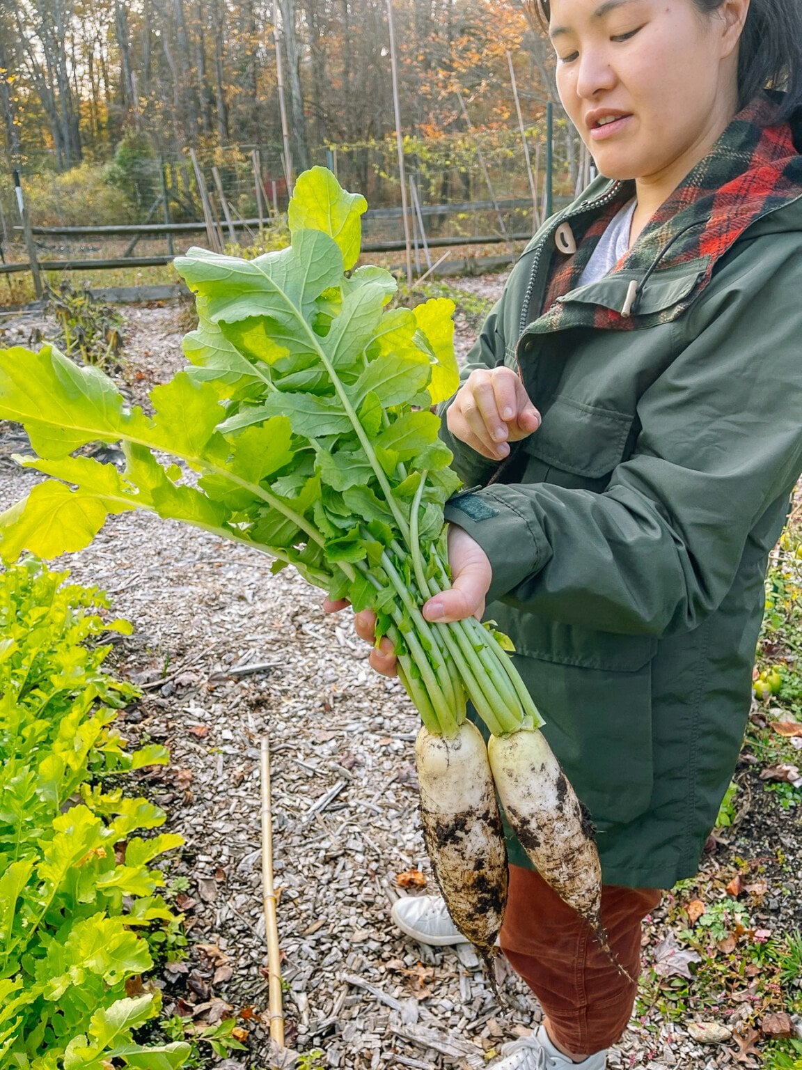 How to Grow Daikon Radish The Woks of Life