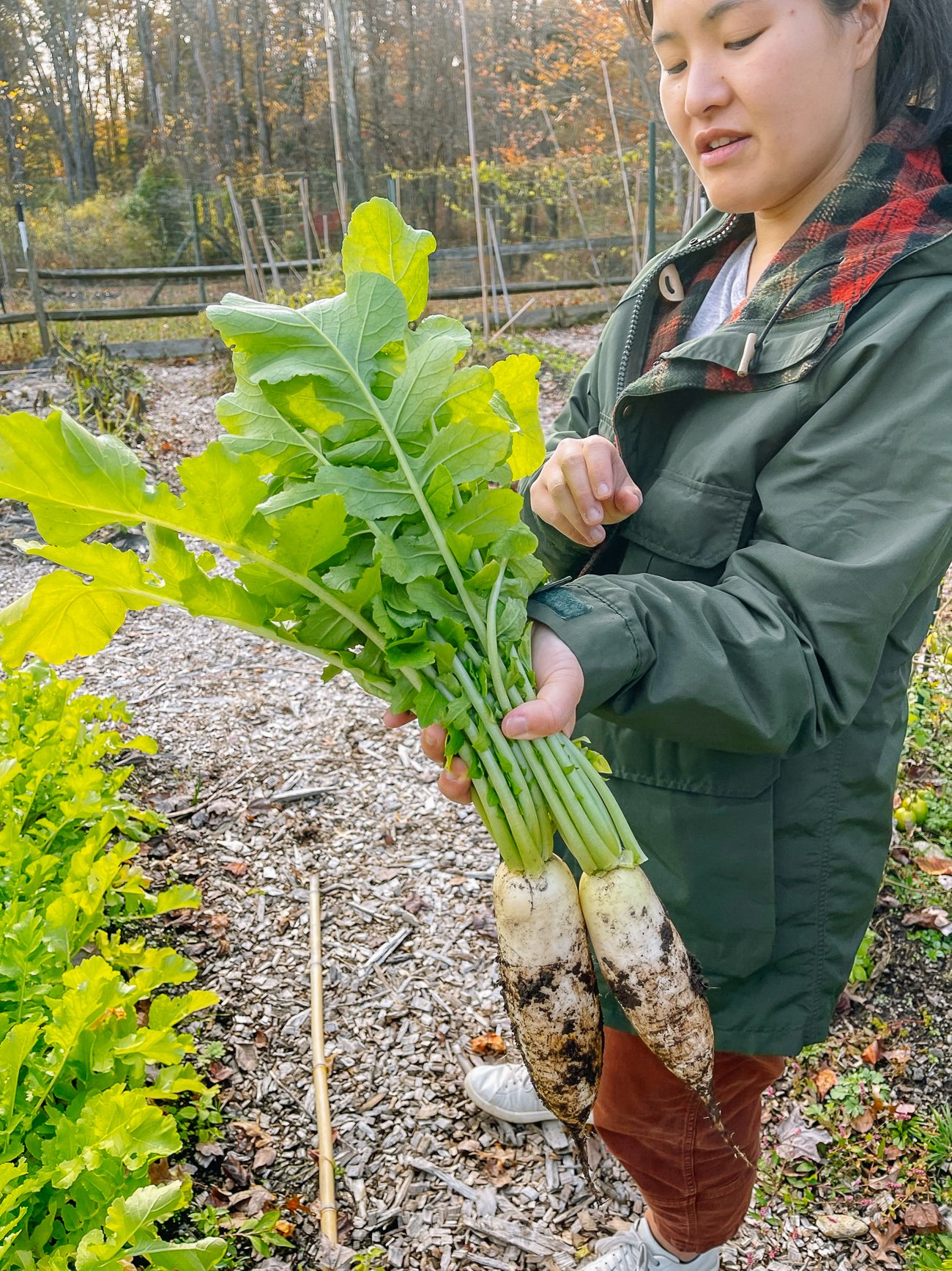 Sarah harvesting daikon radishes