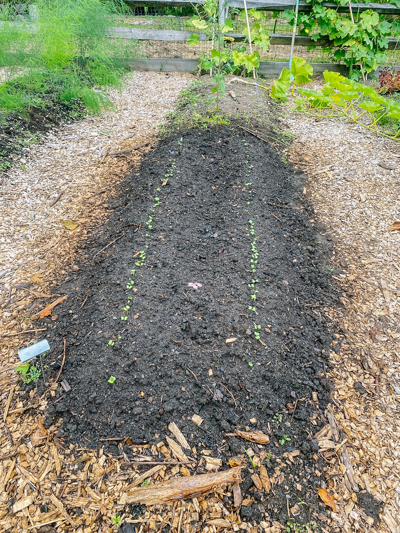 Daikon radish seedlings in garden bed