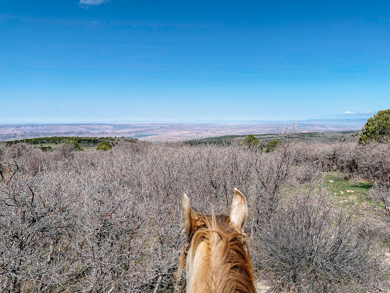 View from the back of a horse