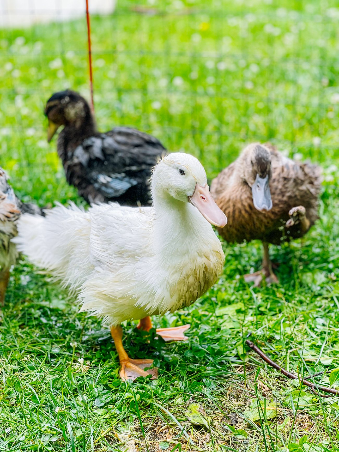 young ducks outside in pen