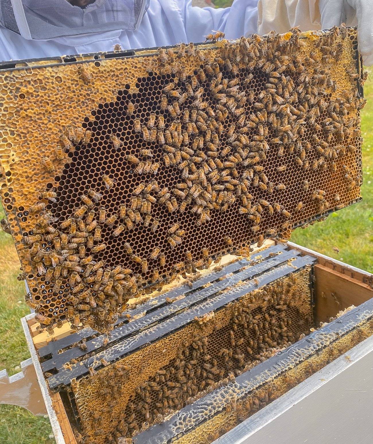 bees on hive frame