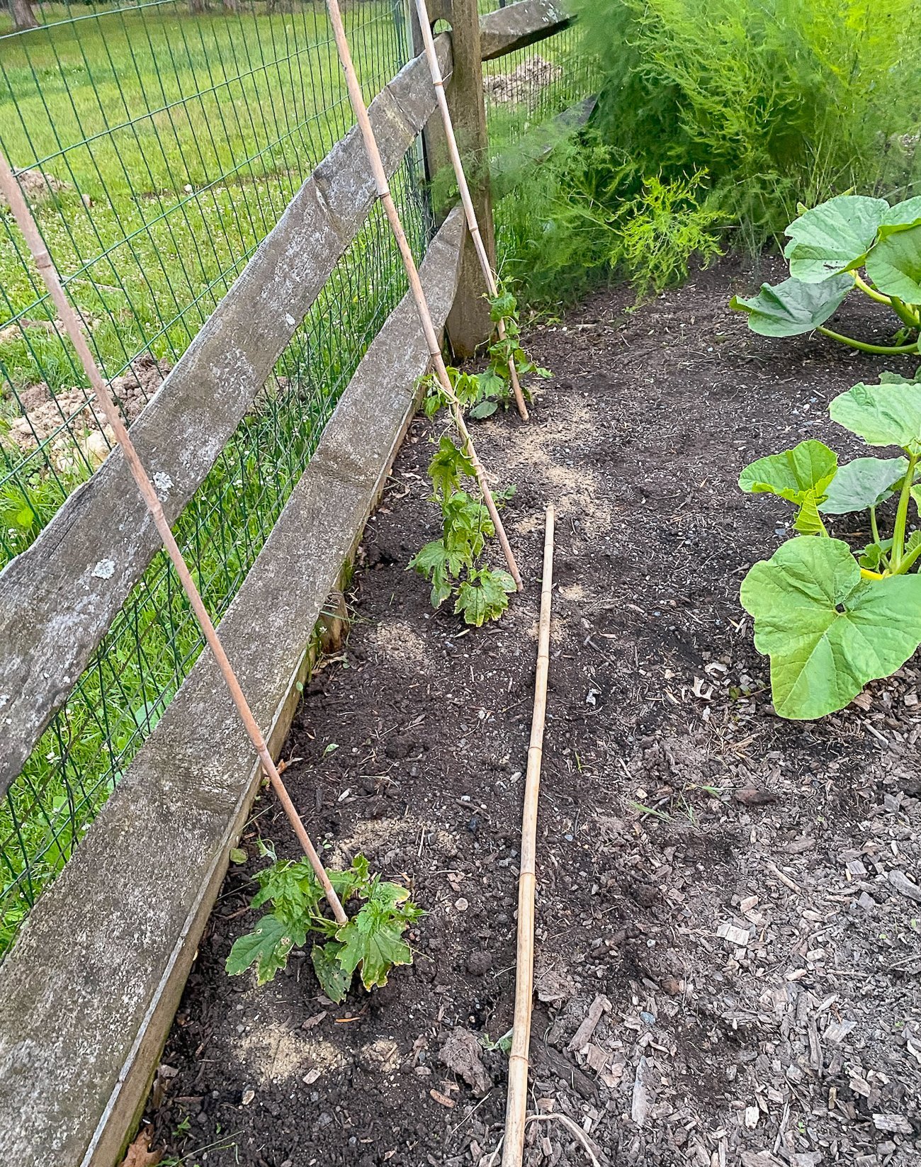 young bitter melon plants in garden