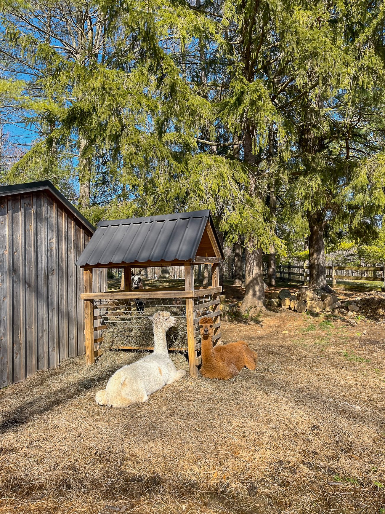 alpacas near the hay feeder