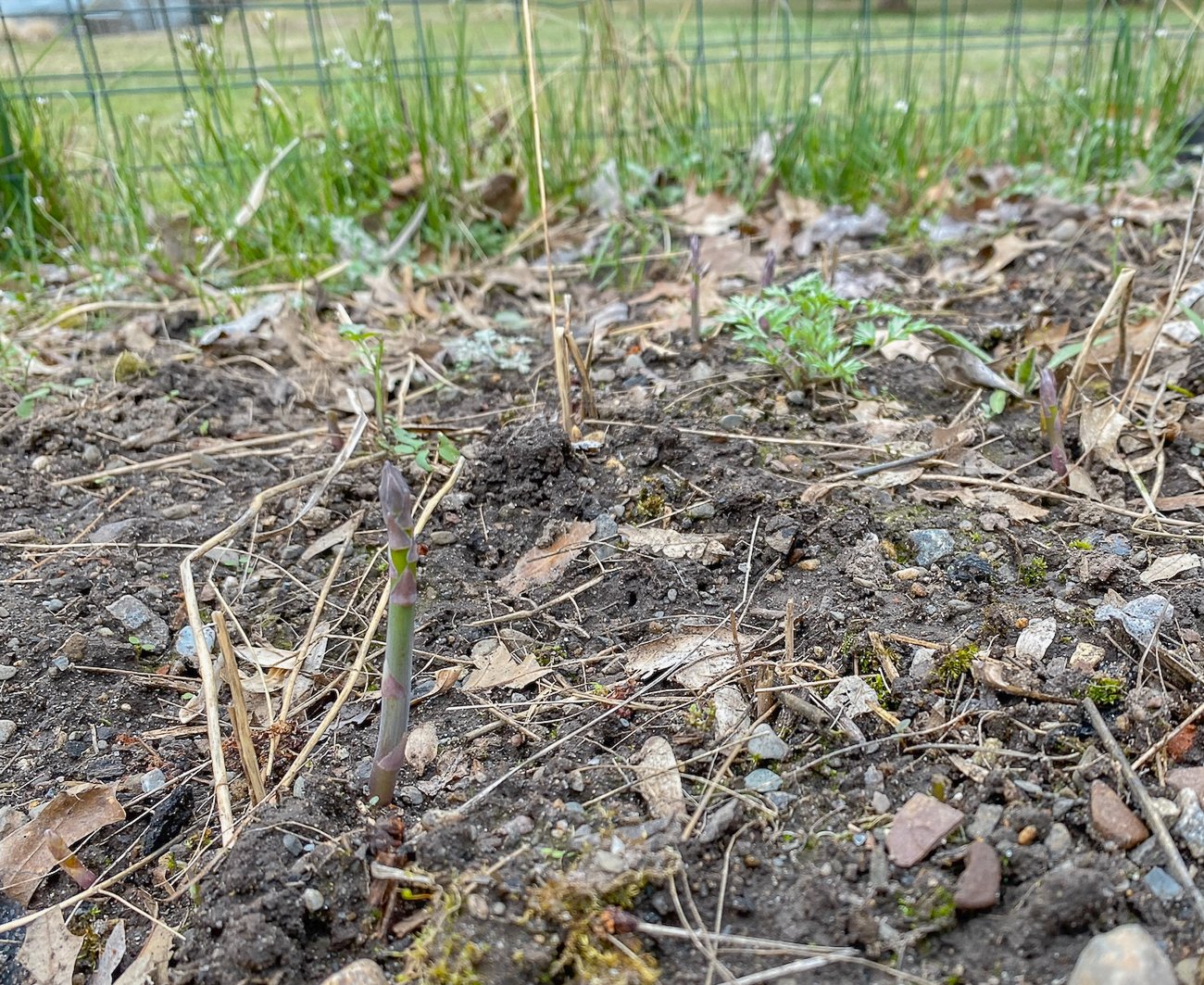 asparagus popping out of the ground