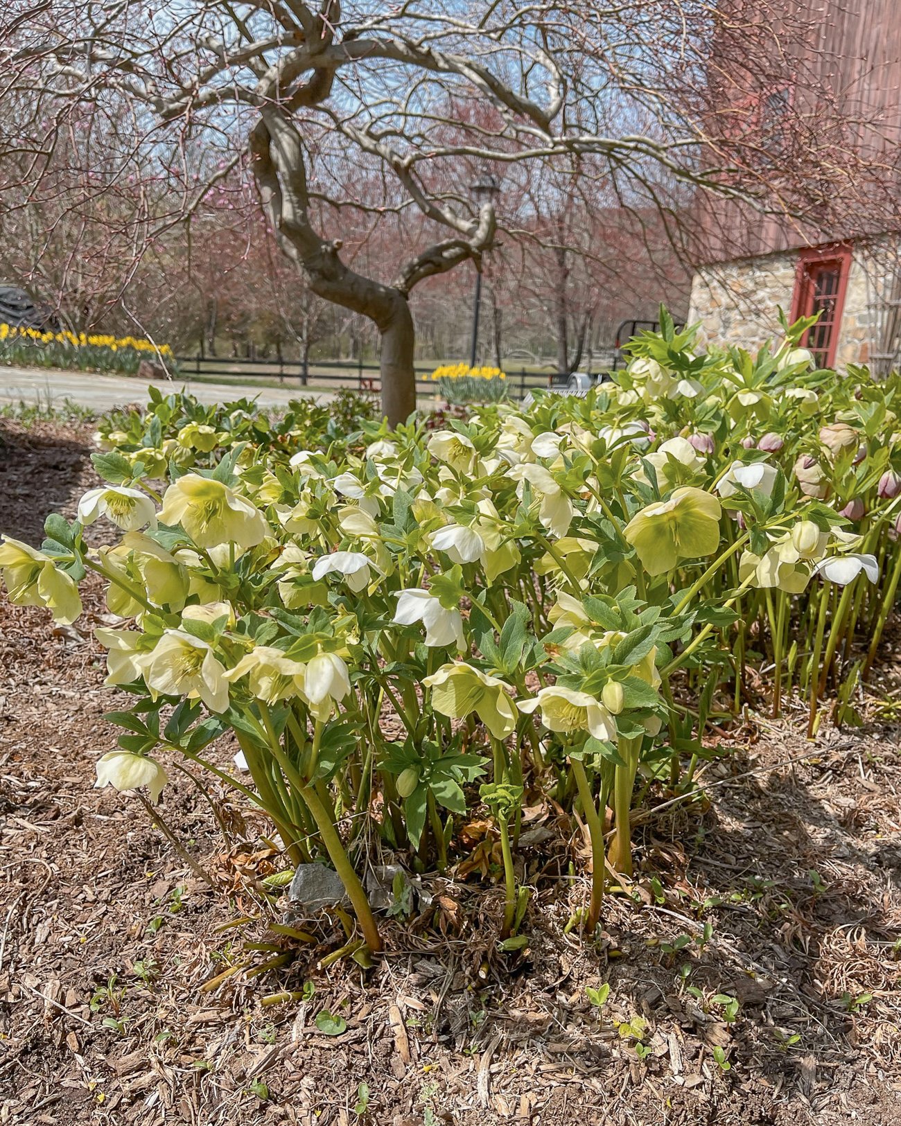 patch of hellebores