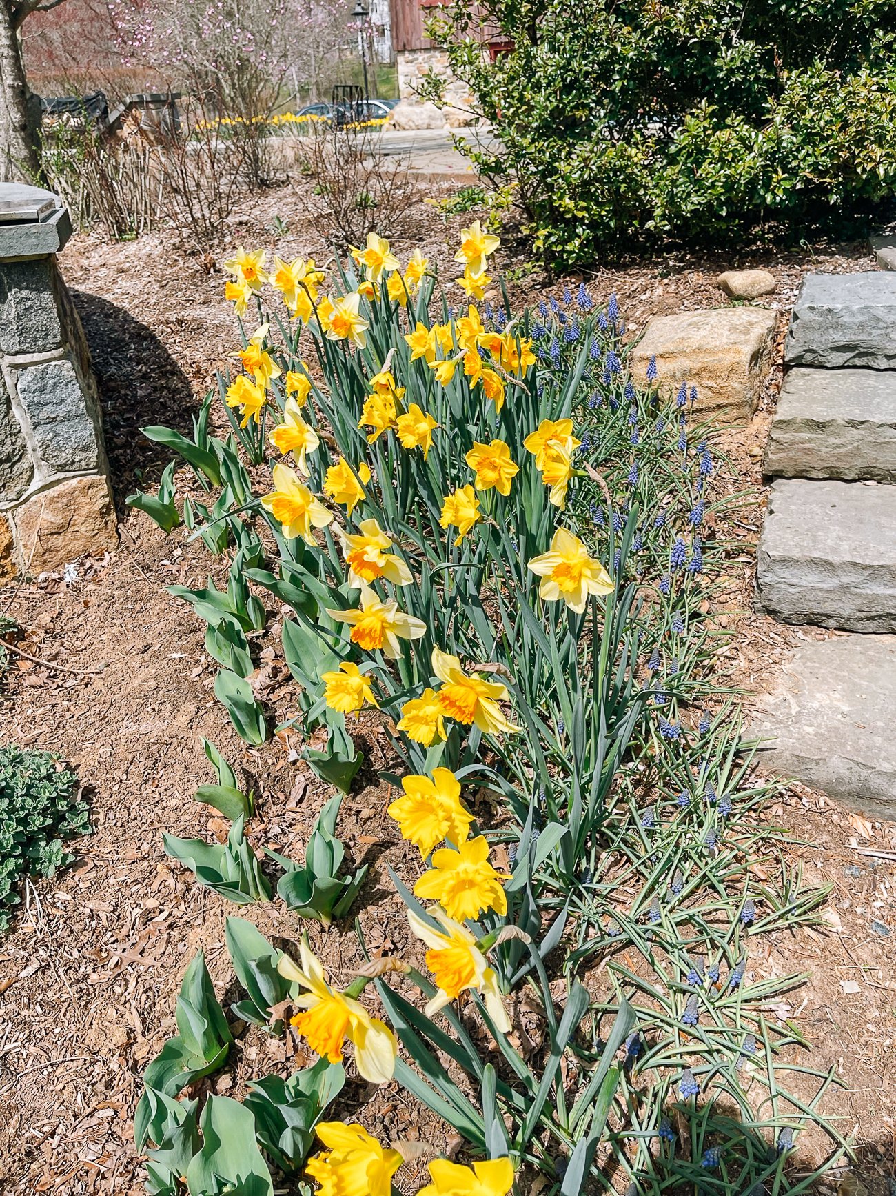 daffodil beds