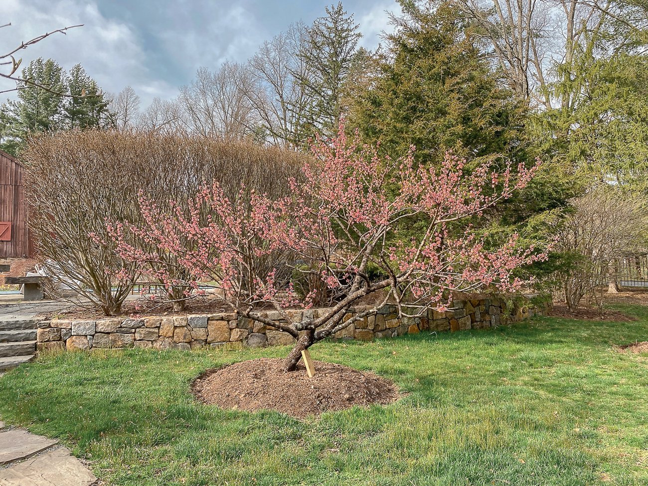 flowering peach tree