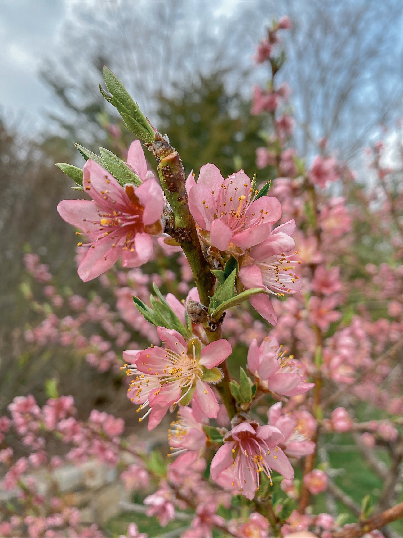 peach tree flowers