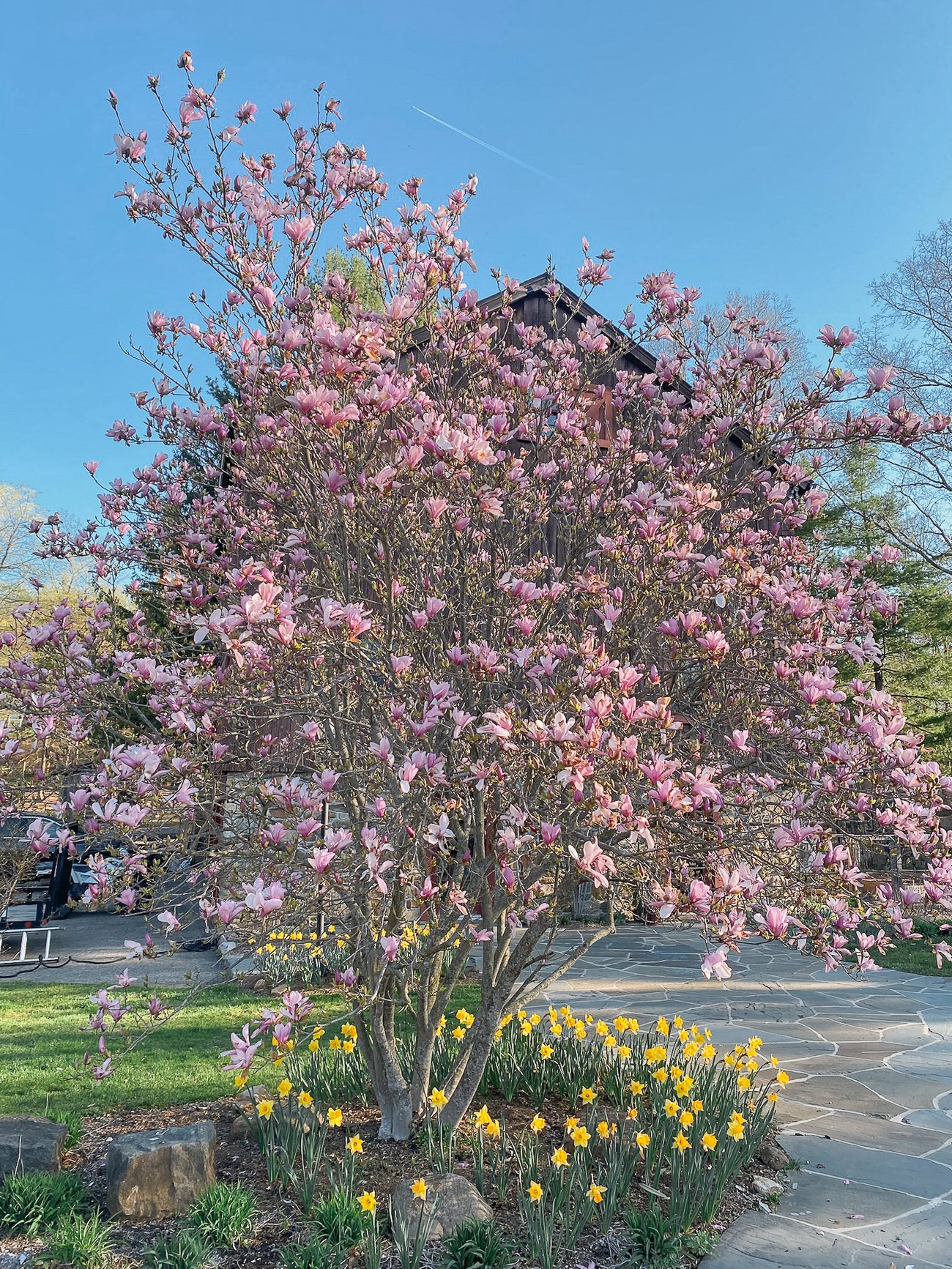 magnolia tree with daffodils underneath