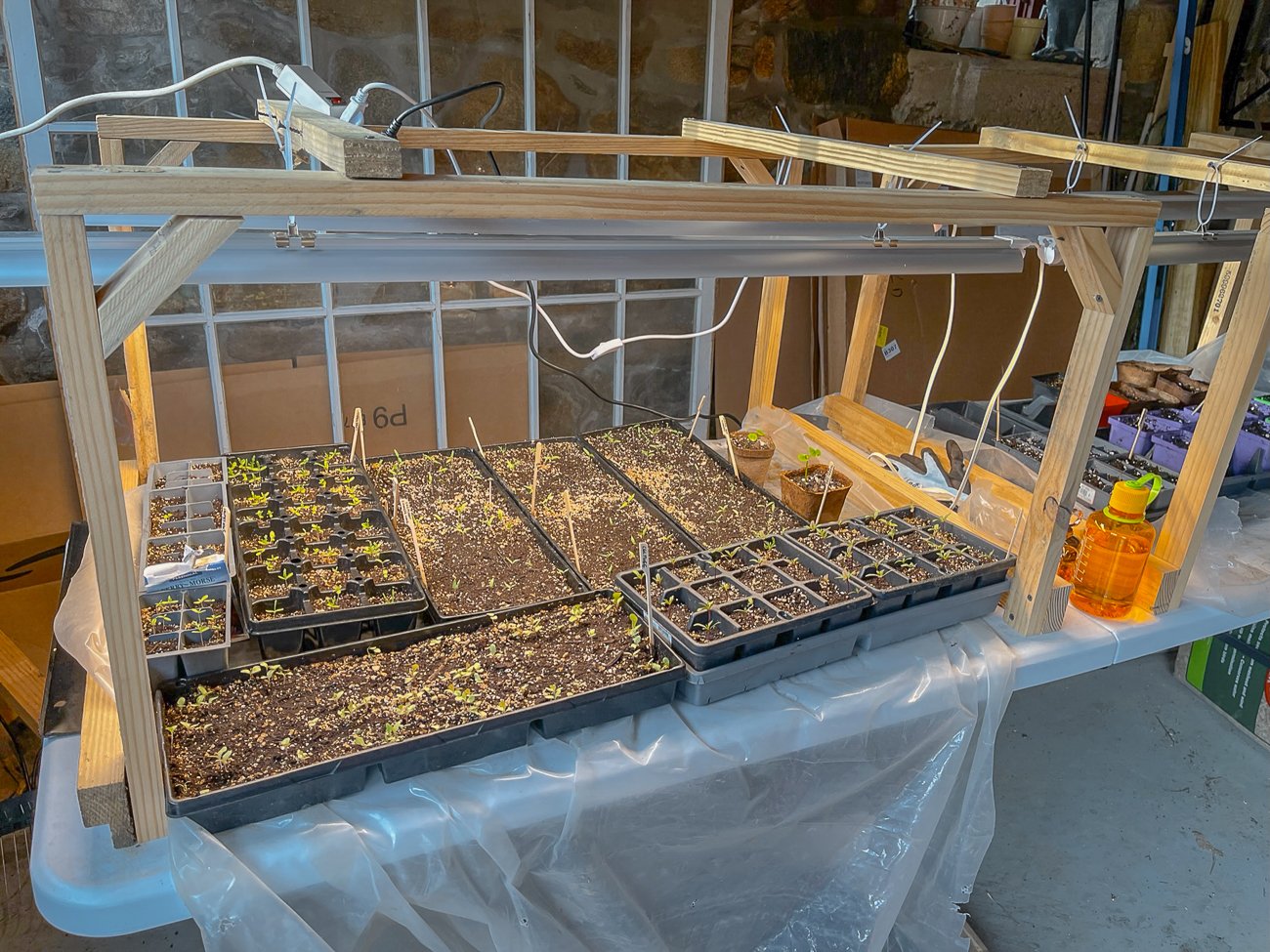seedling table with grow lights