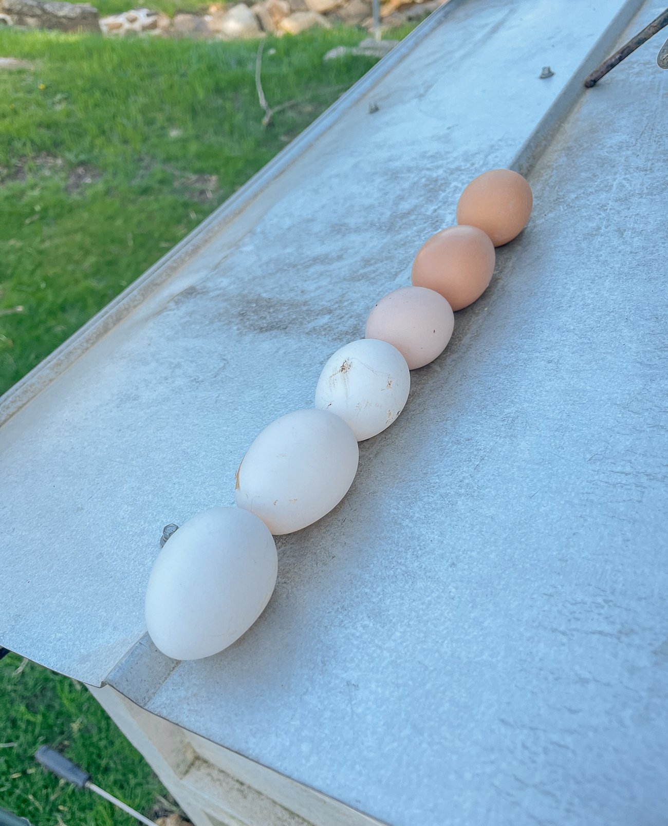eggs collected from chickens