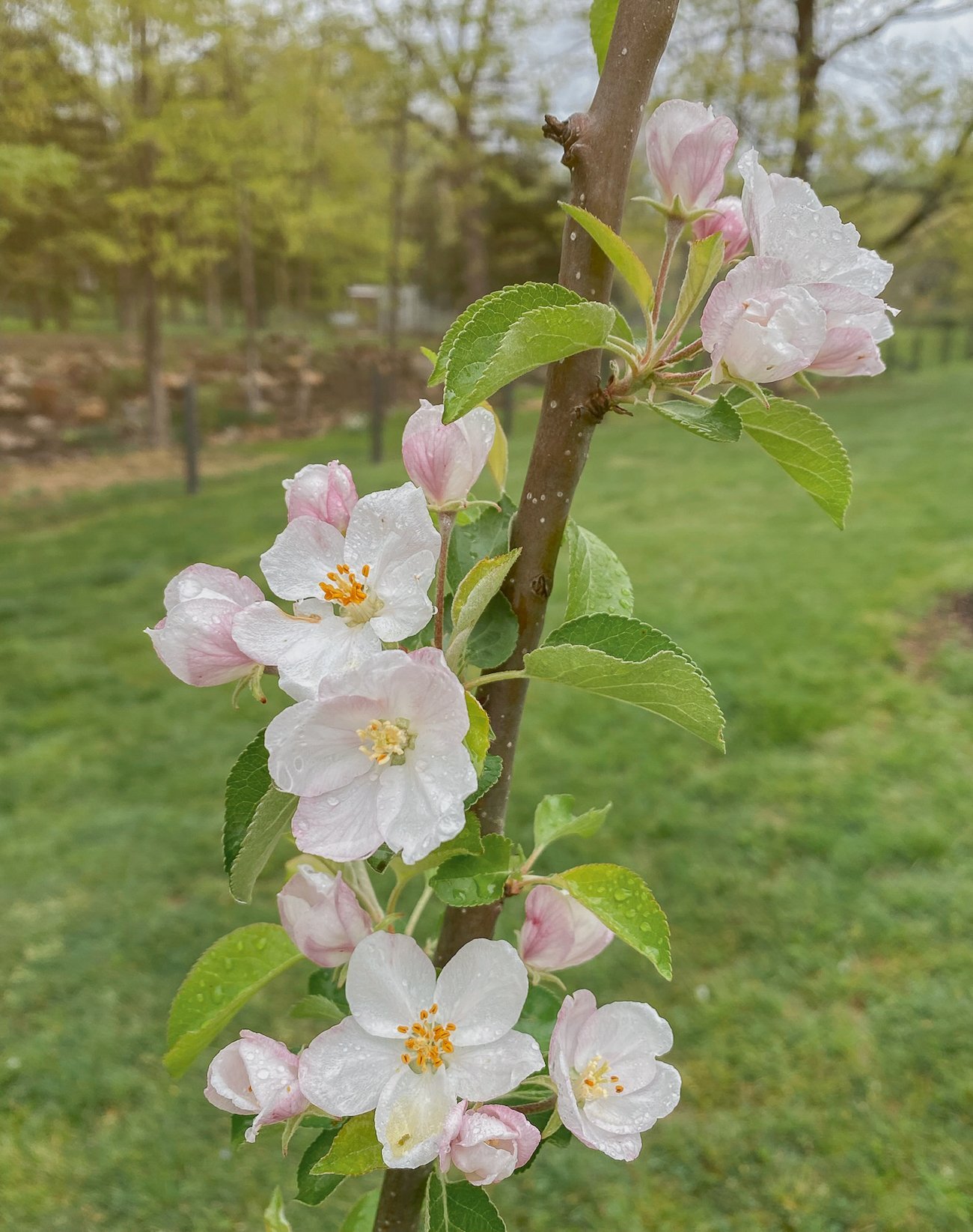 apple tree flowering