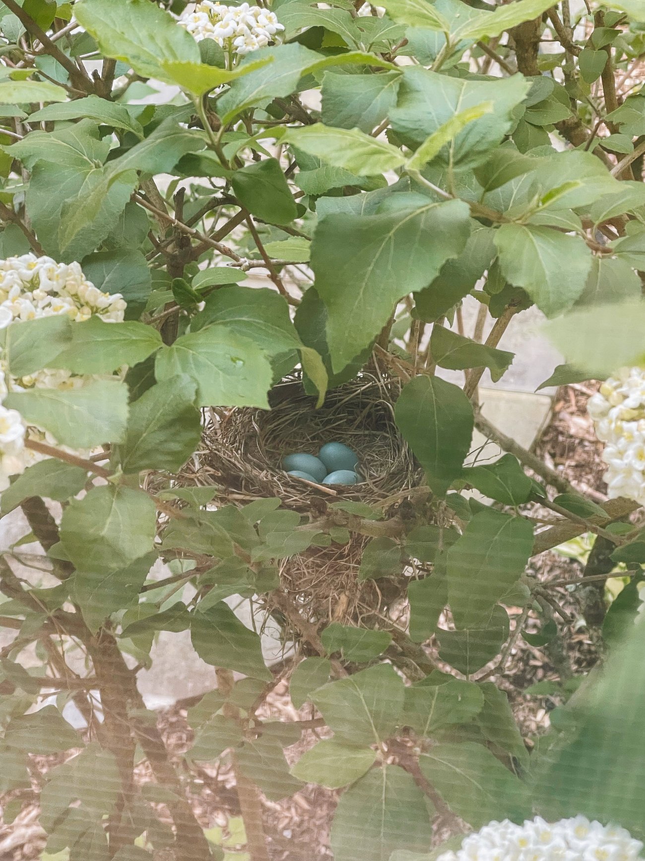 robin's nest with eggs