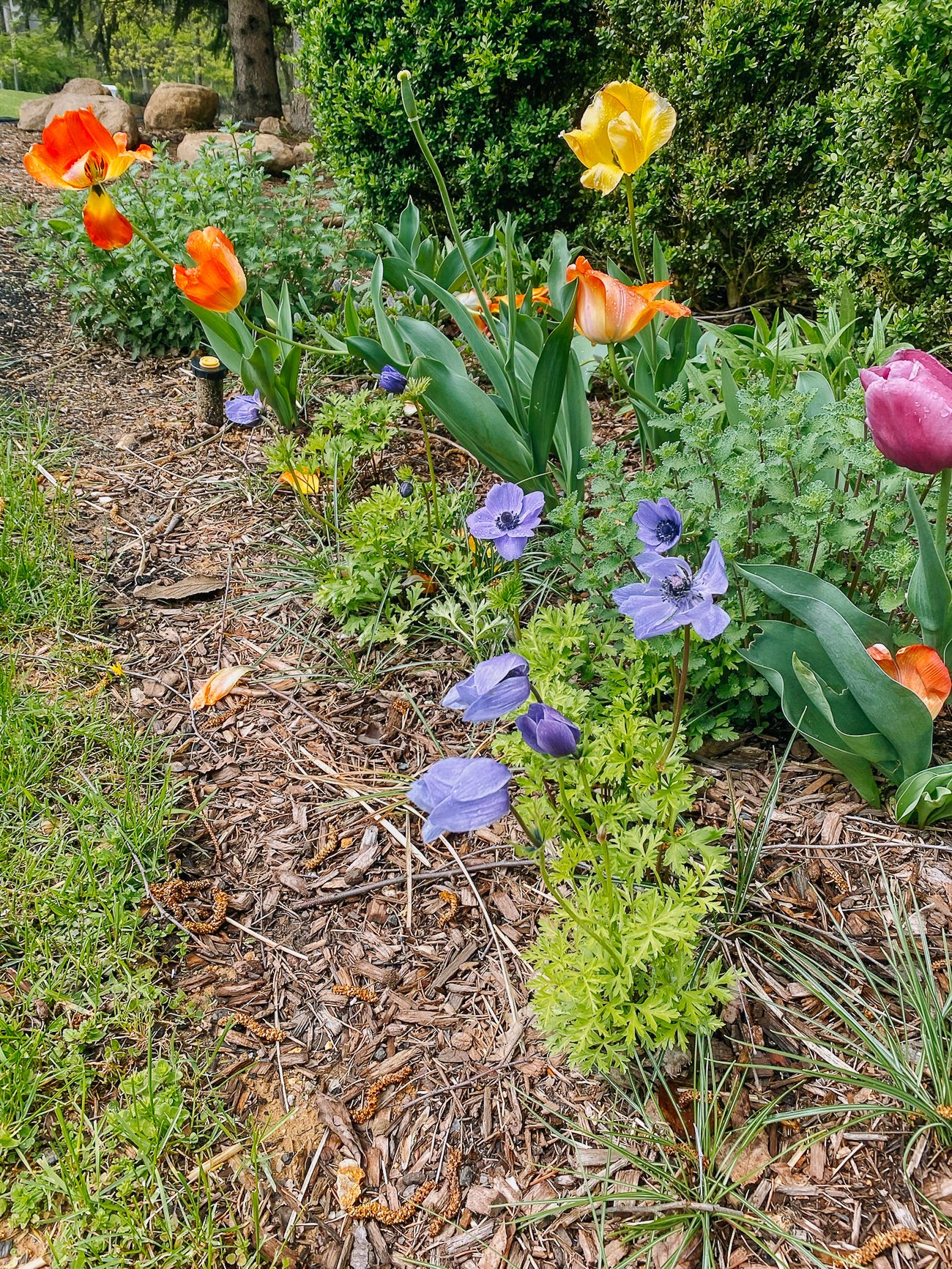 tulips and anemones