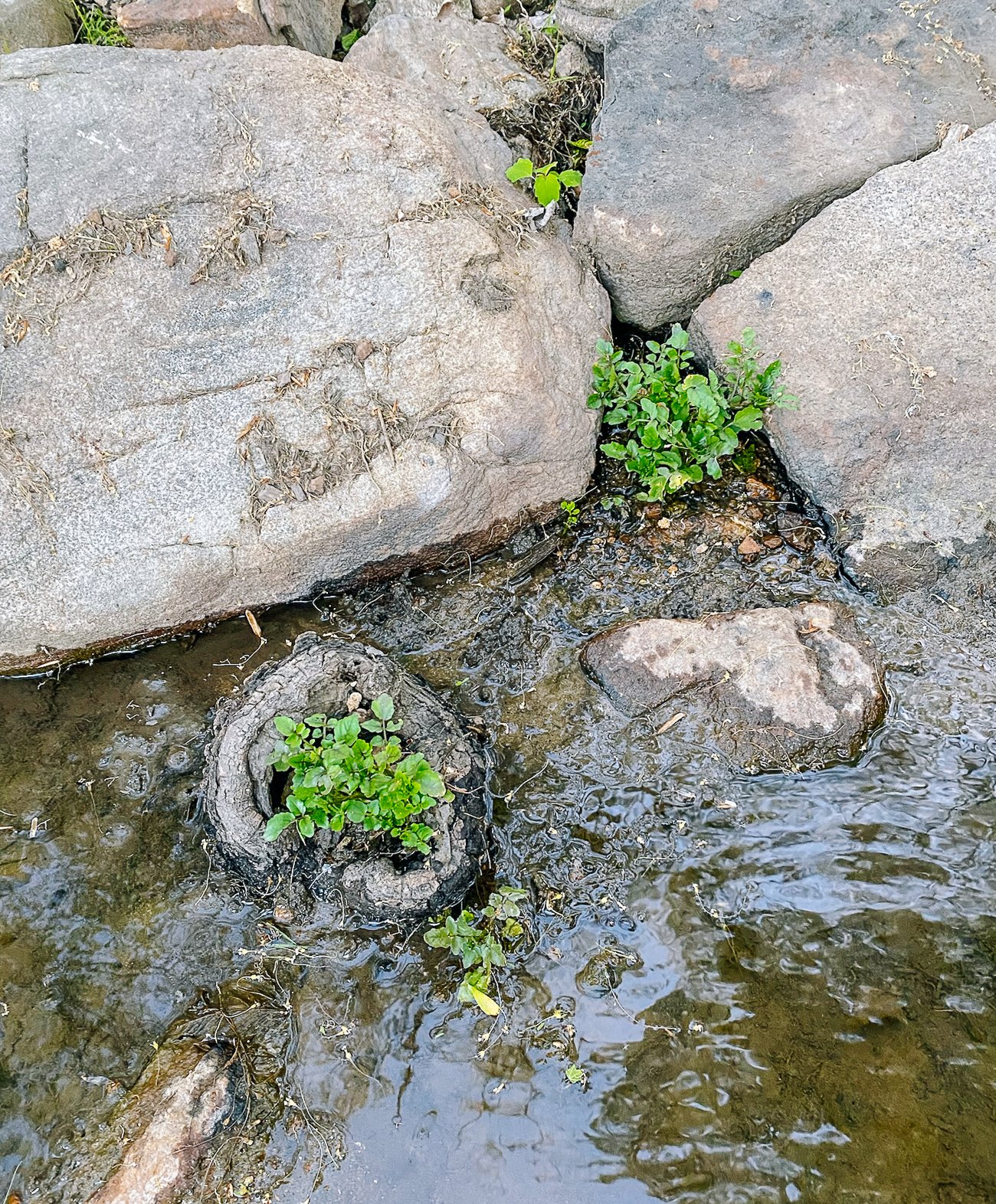 watercress growing in stream