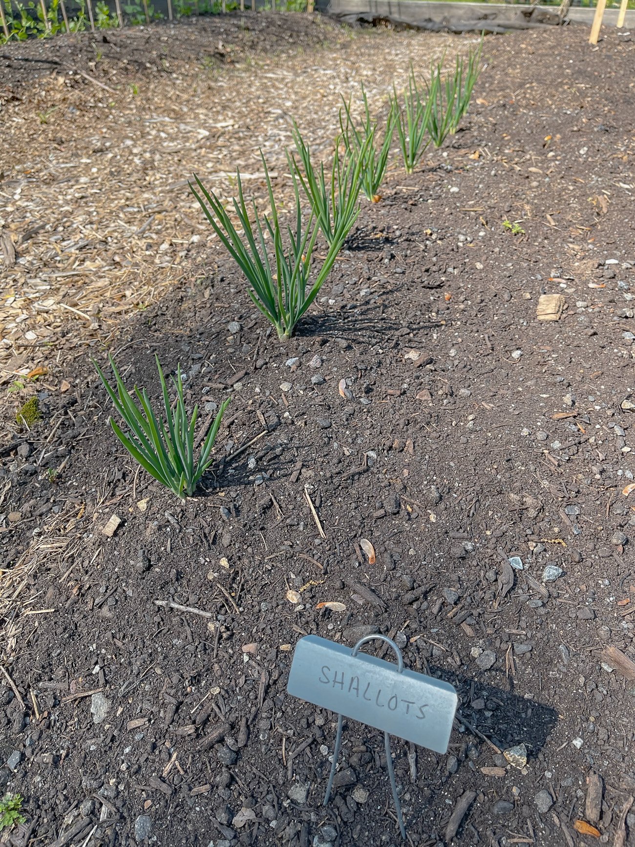 shallots growing in garden bed