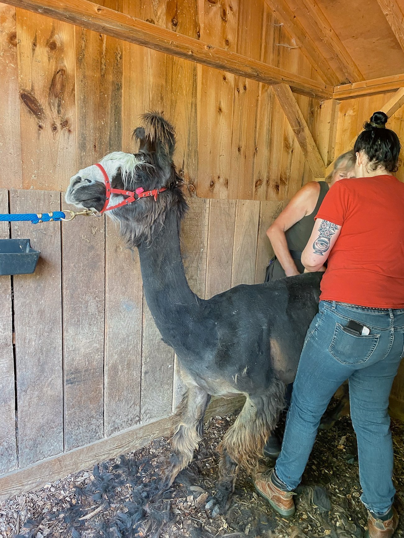 llama getting sheared