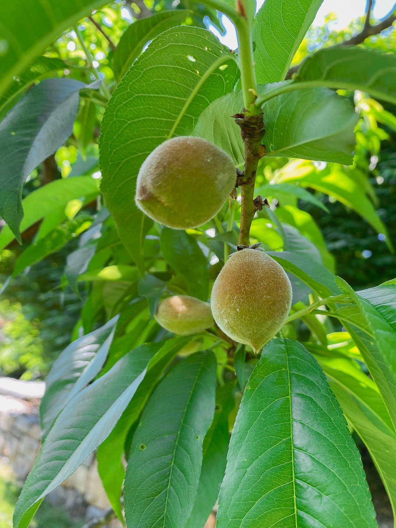 young peaches growing on tree