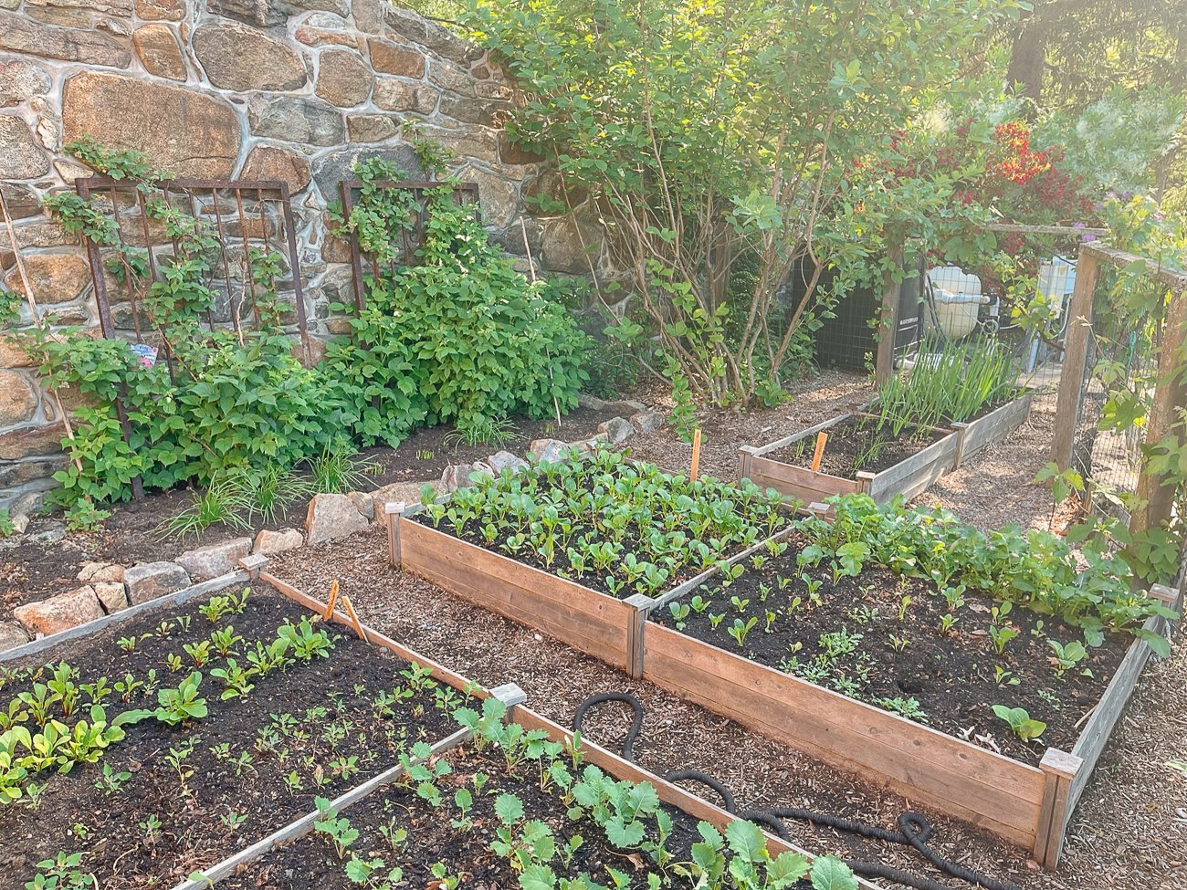 kitchen garden raised beds