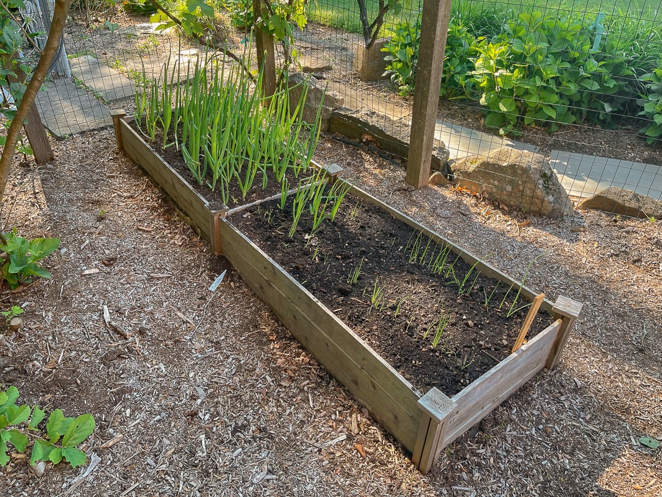 growing scallions in raised bed