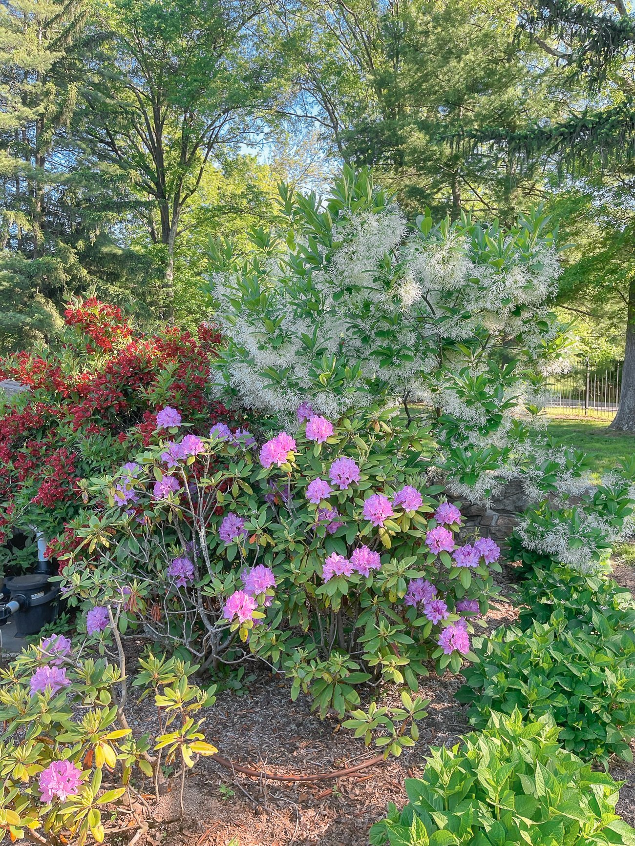 rhododendron, weigela and white fringe tree in flower