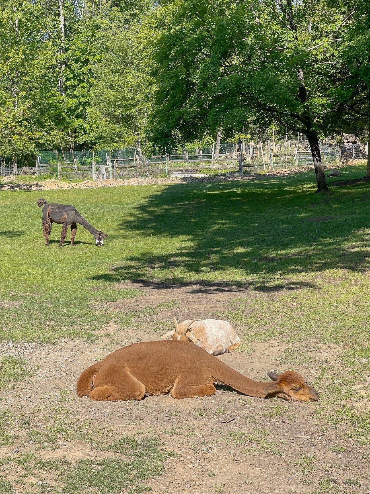 alpaca resting with goat and llama