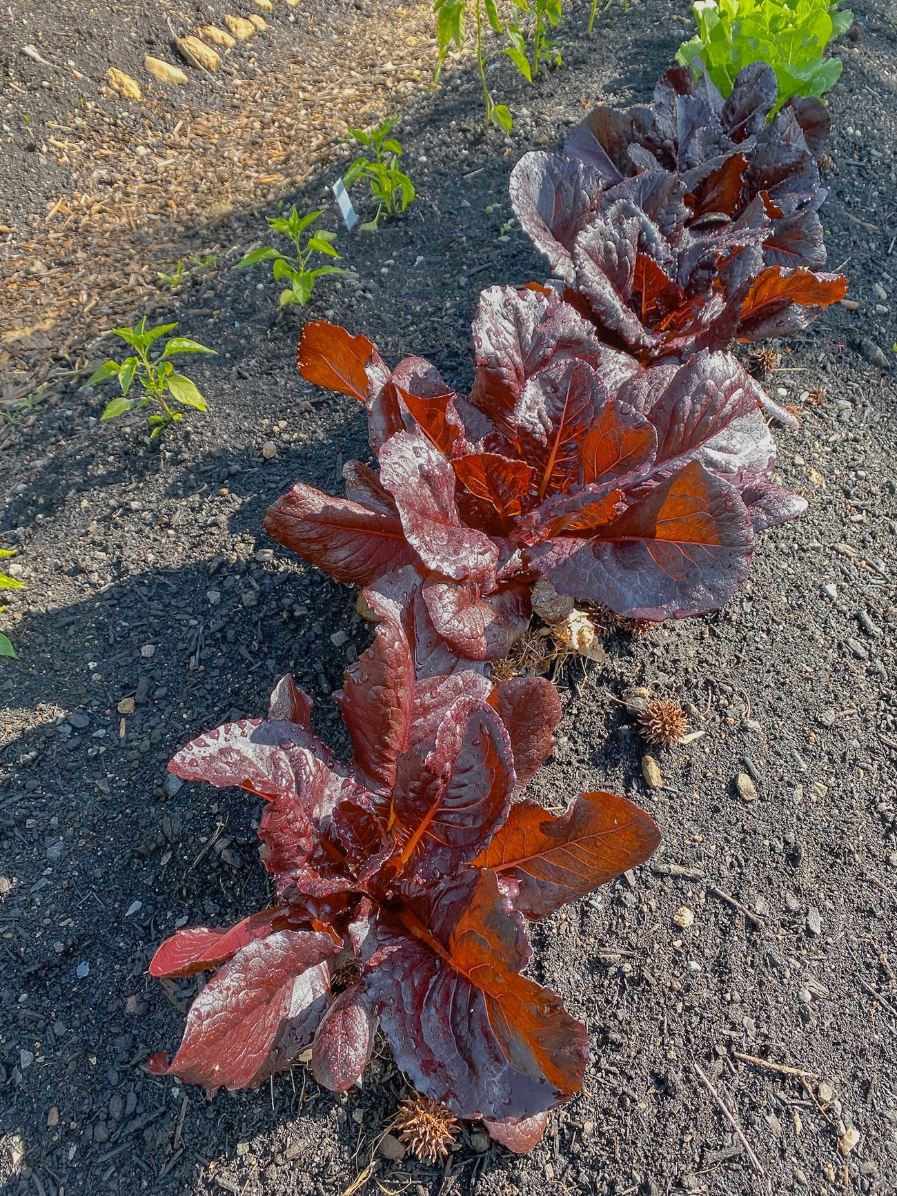 Red leaf lettuce plants