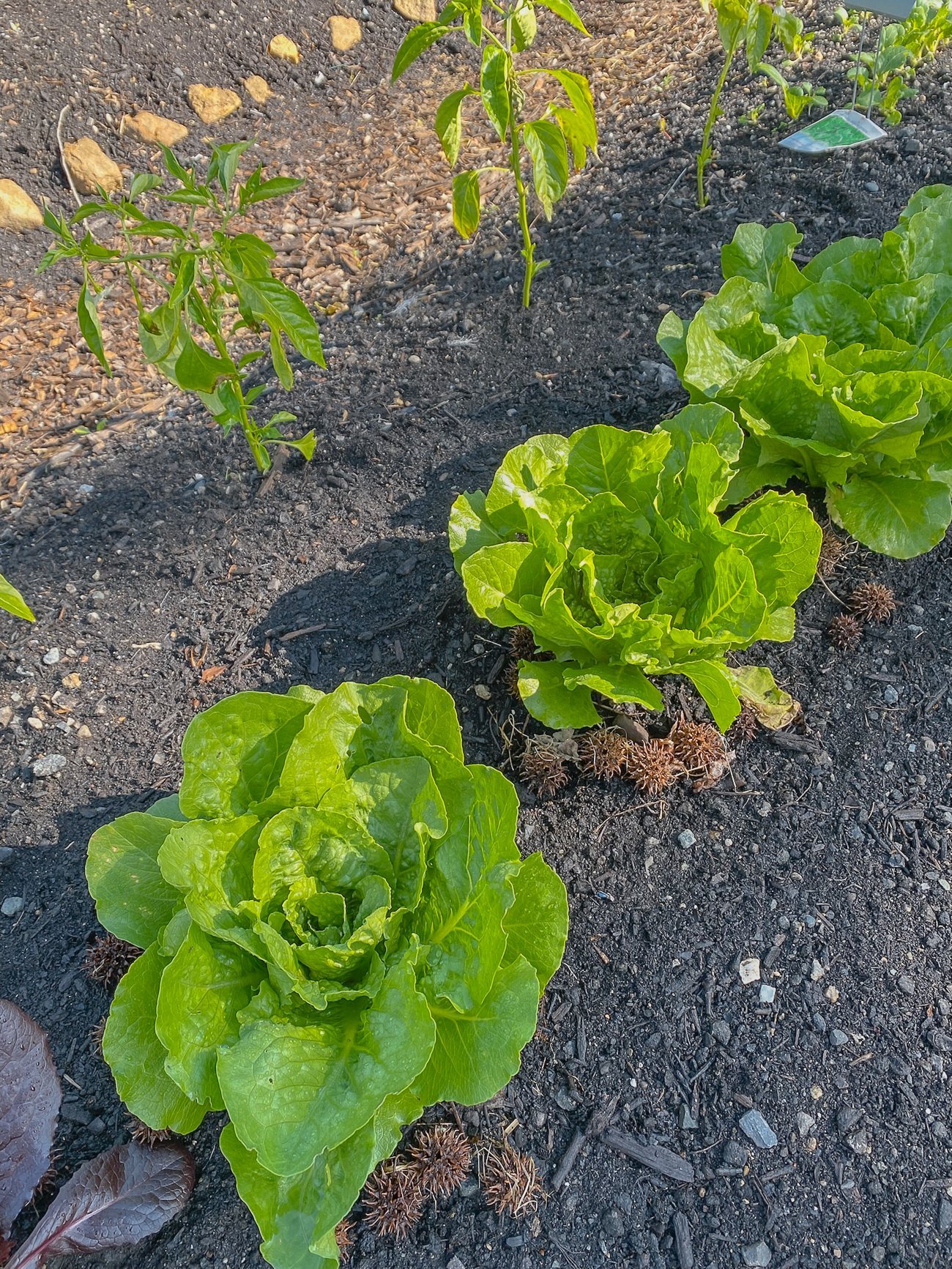 romaine lettuce in garden