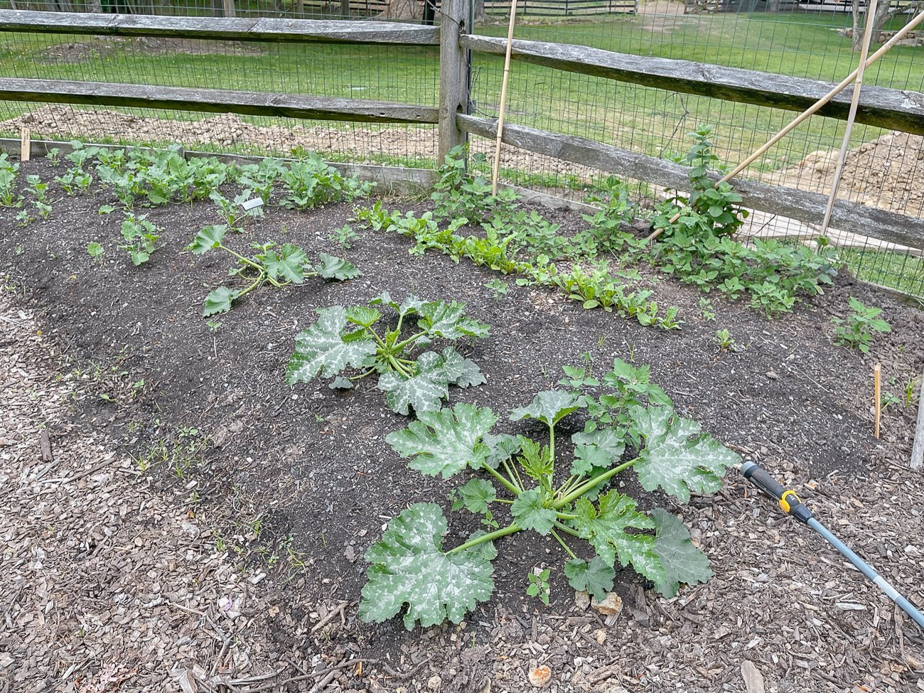 zucchini growing in garden
