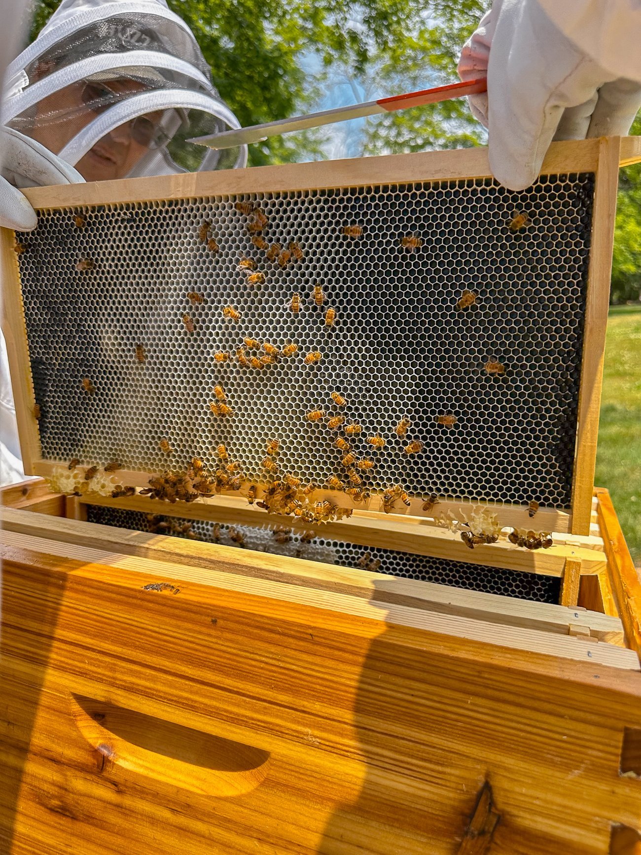 bees on frame