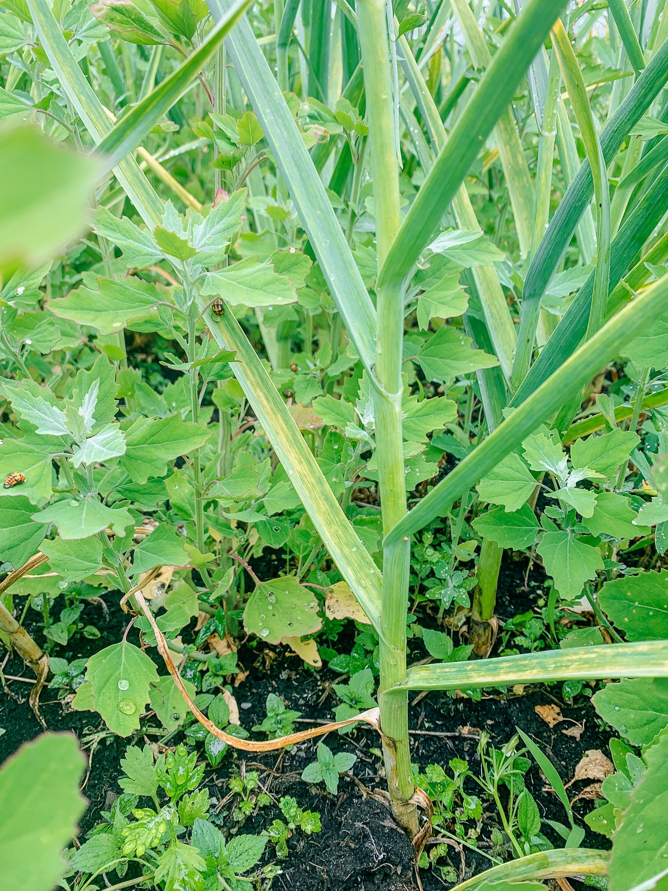 strong garlic stem